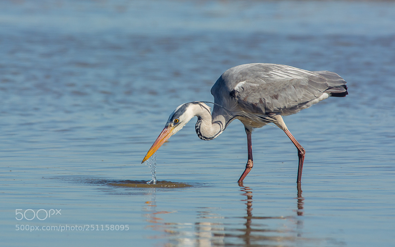Nikon D7100 sample photo. Grey heron fishing photography