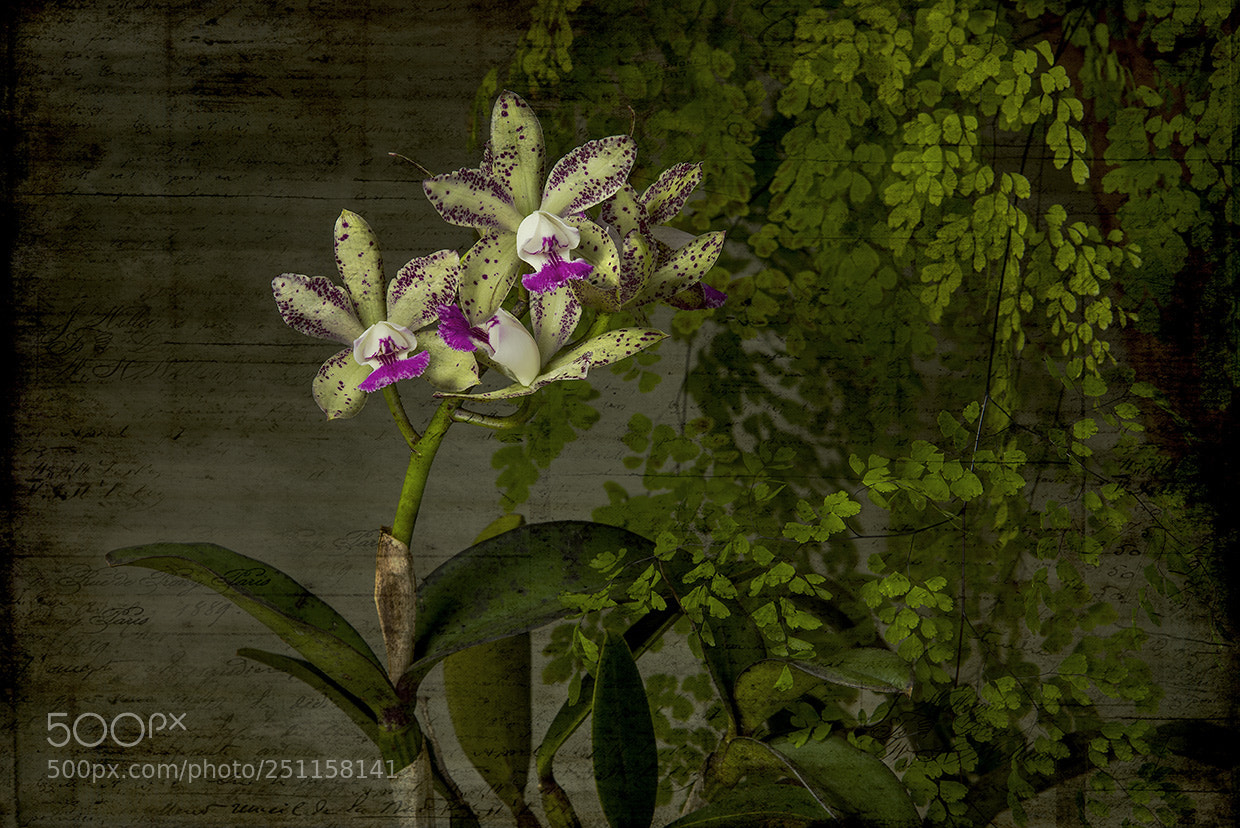 Nikon D750 sample photo. Cattleya guttata photography