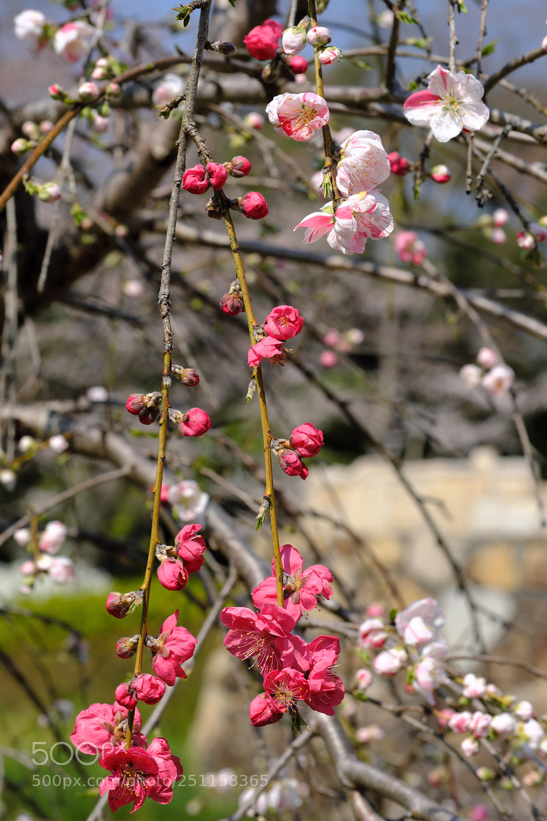 Fujifilm X-T2 sample photo. Red & white photography