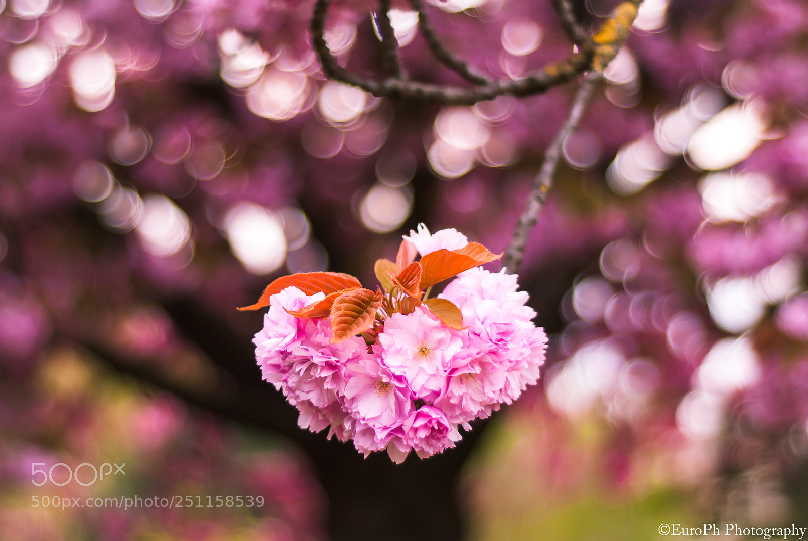 Nikon D80 sample photo. Heart-shaped blossom photography