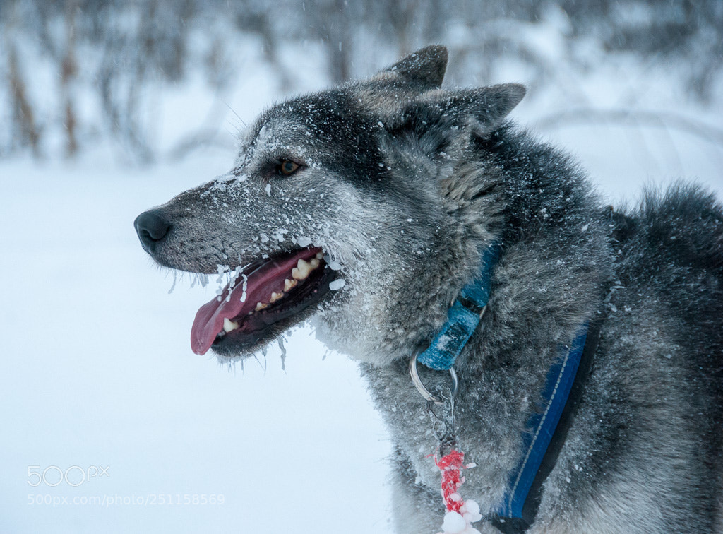 Nikon D3000 sample photo. Alaskan husky photography
