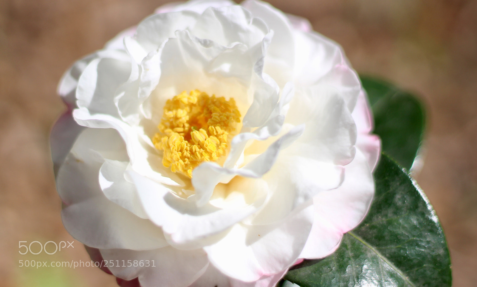 Canon EOS 100D (EOS Rebel SL1 / EOS Kiss X7) sample photo. Lady pamela  photography