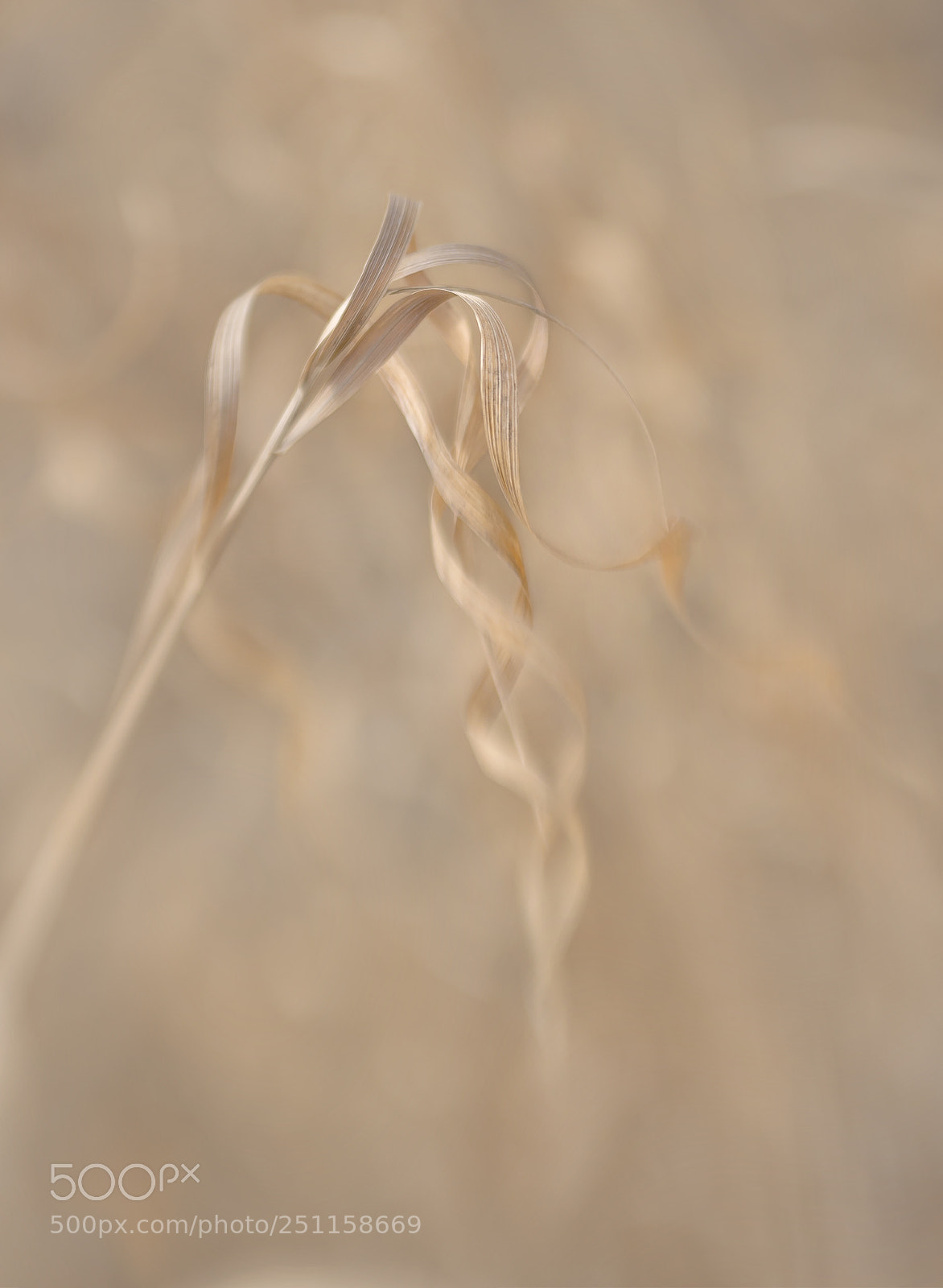 Nikon D7000 sample photo. Grass curls photography