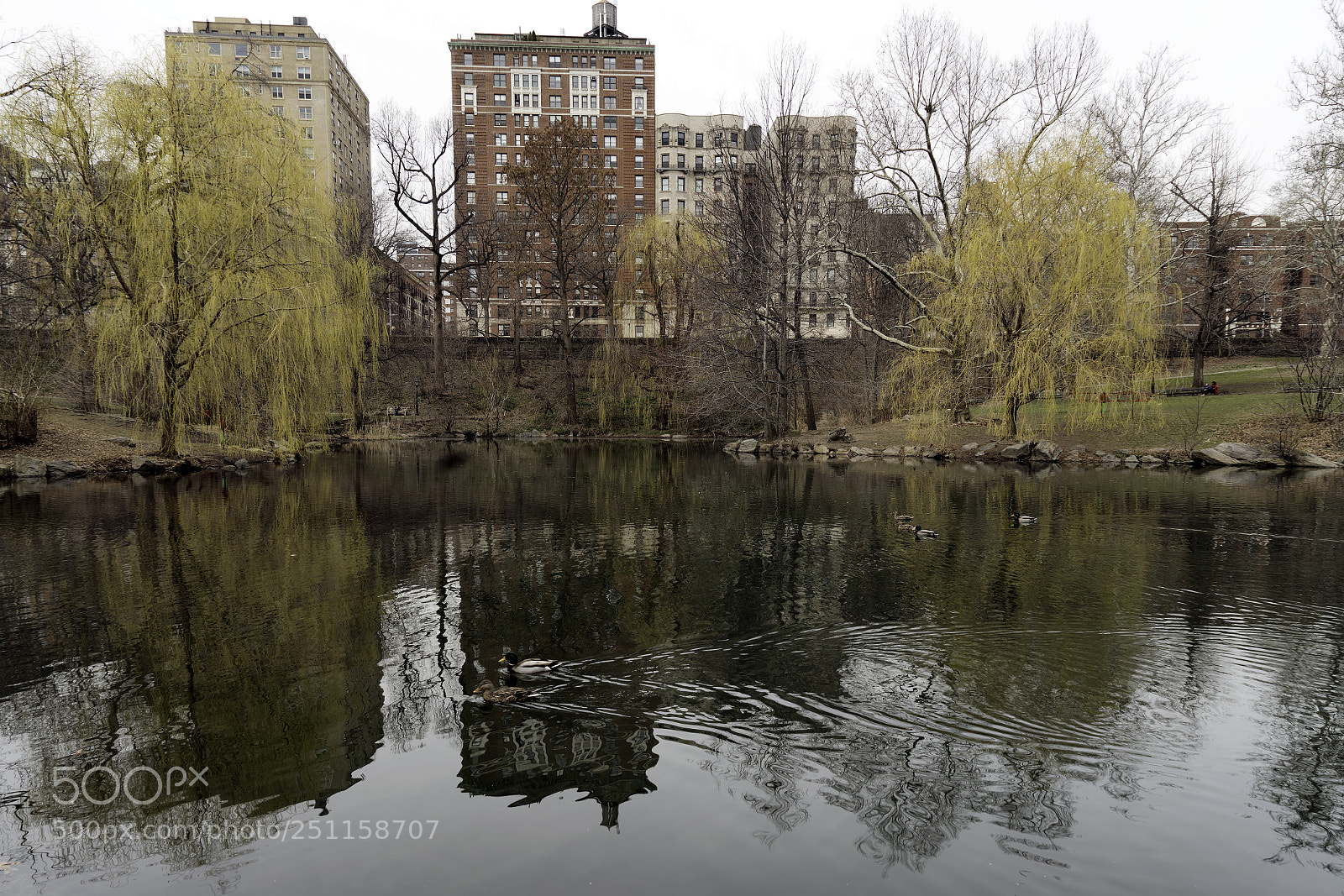 Sony a7R II sample photo. Two willows photography
