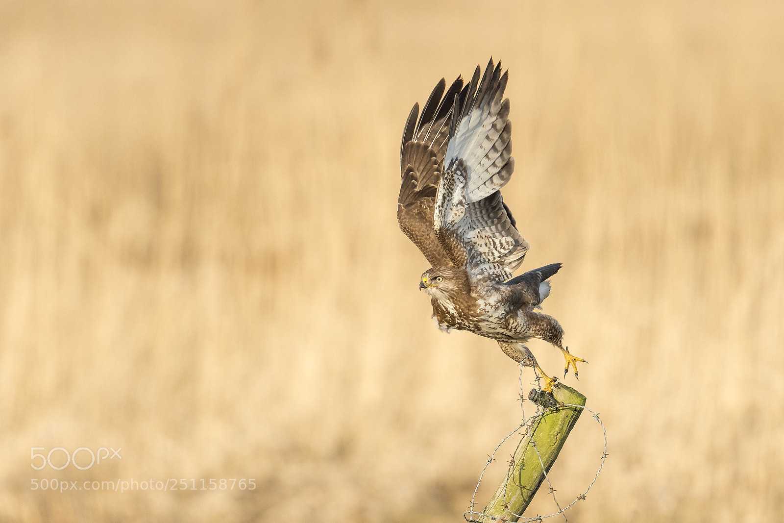Nikon D500 sample photo. Buzzard leaving photography