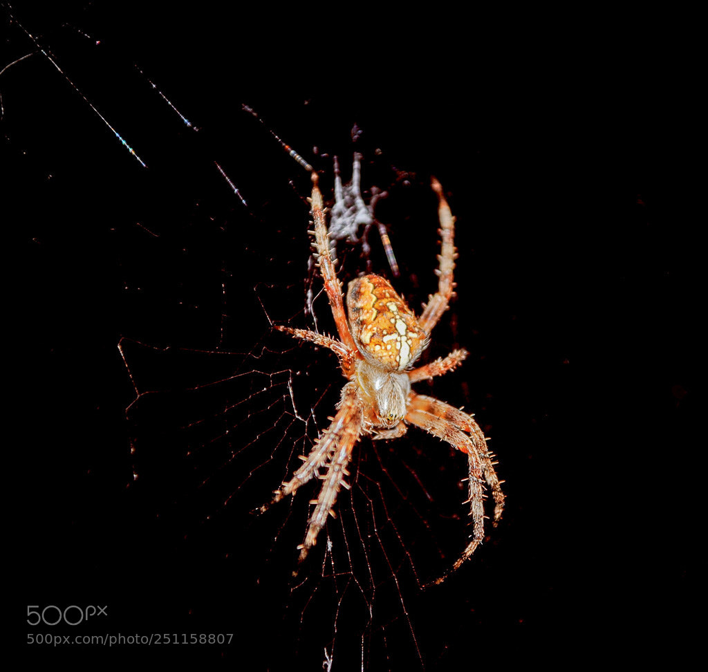 Nikon D3000 sample photo. A. diadematus photography
