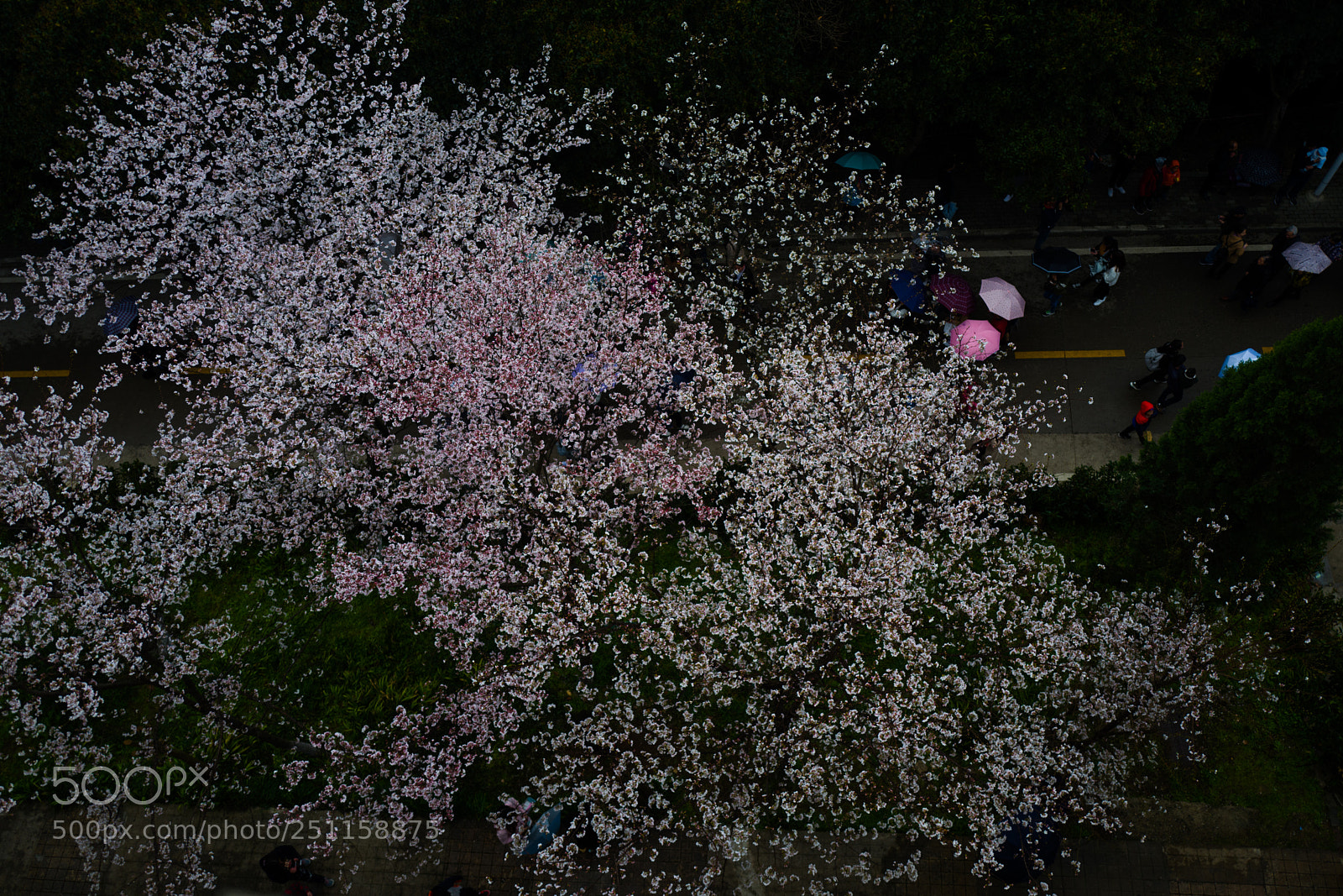 Leica Q (Typ 116) sample photo. 武大樱花 photography