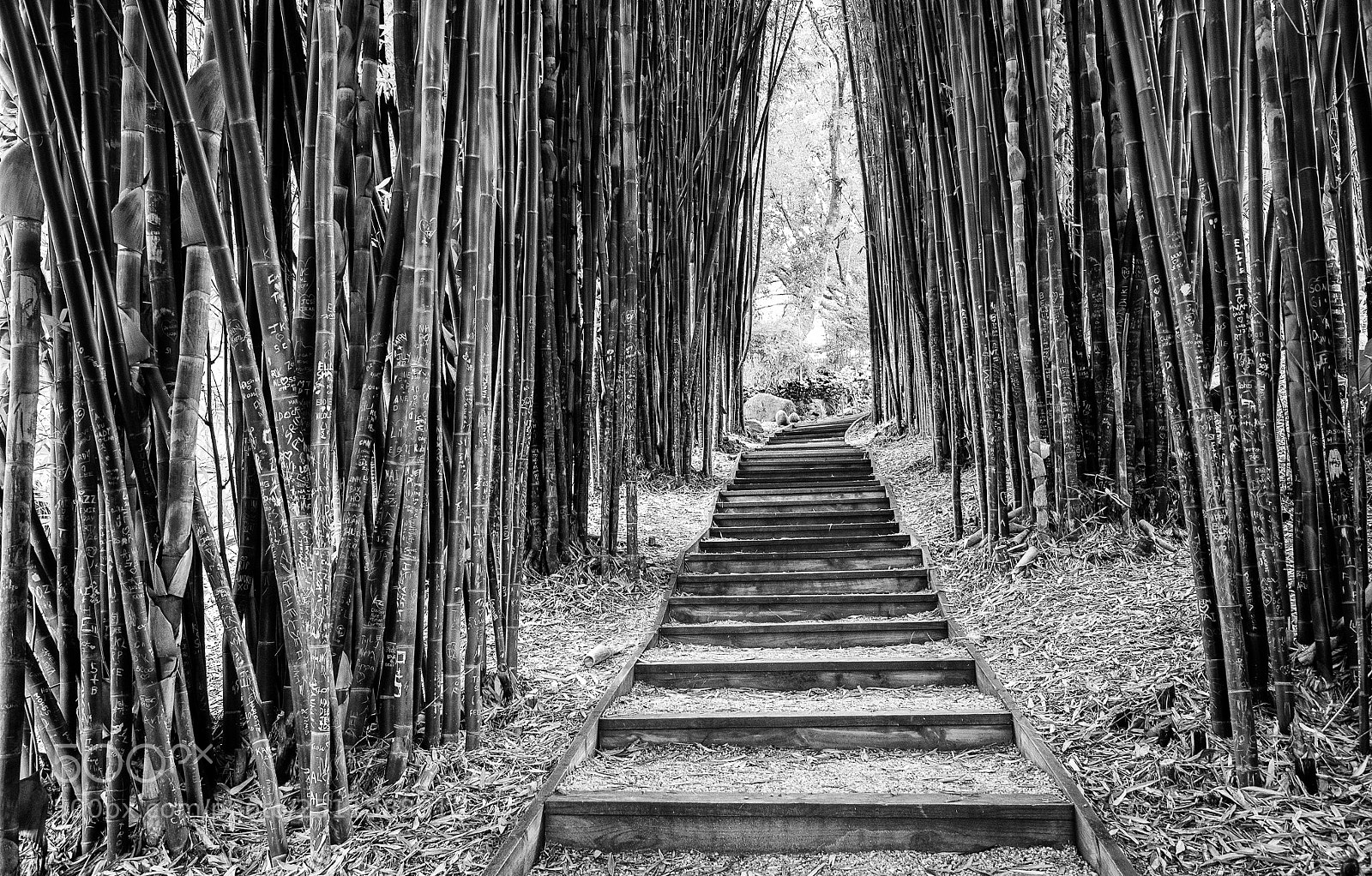 Olympus OM-D E-M1 sample photo. Bamboo forest photography