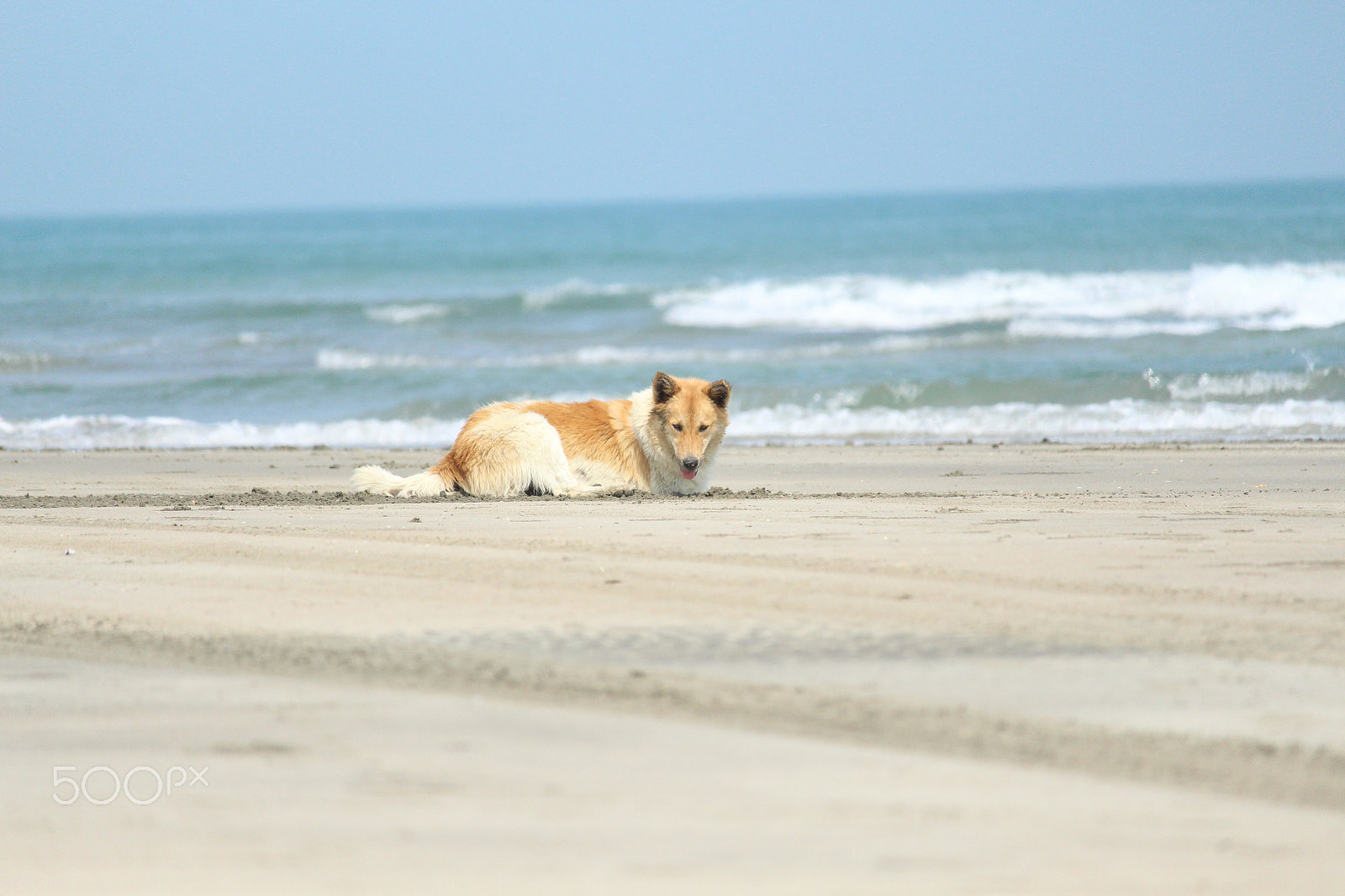 Canon EOS 700D (EOS Rebel T5i / EOS Kiss X7i) + Canon EF-S 55-250mm F4-5.6 IS STM sample photo. Ocean & dog photography