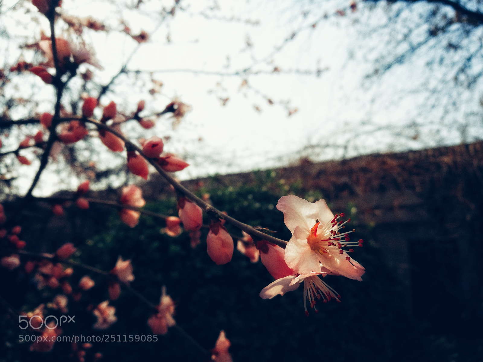 HUAWEI Honor 8 sample photo. Peach bolssom photography