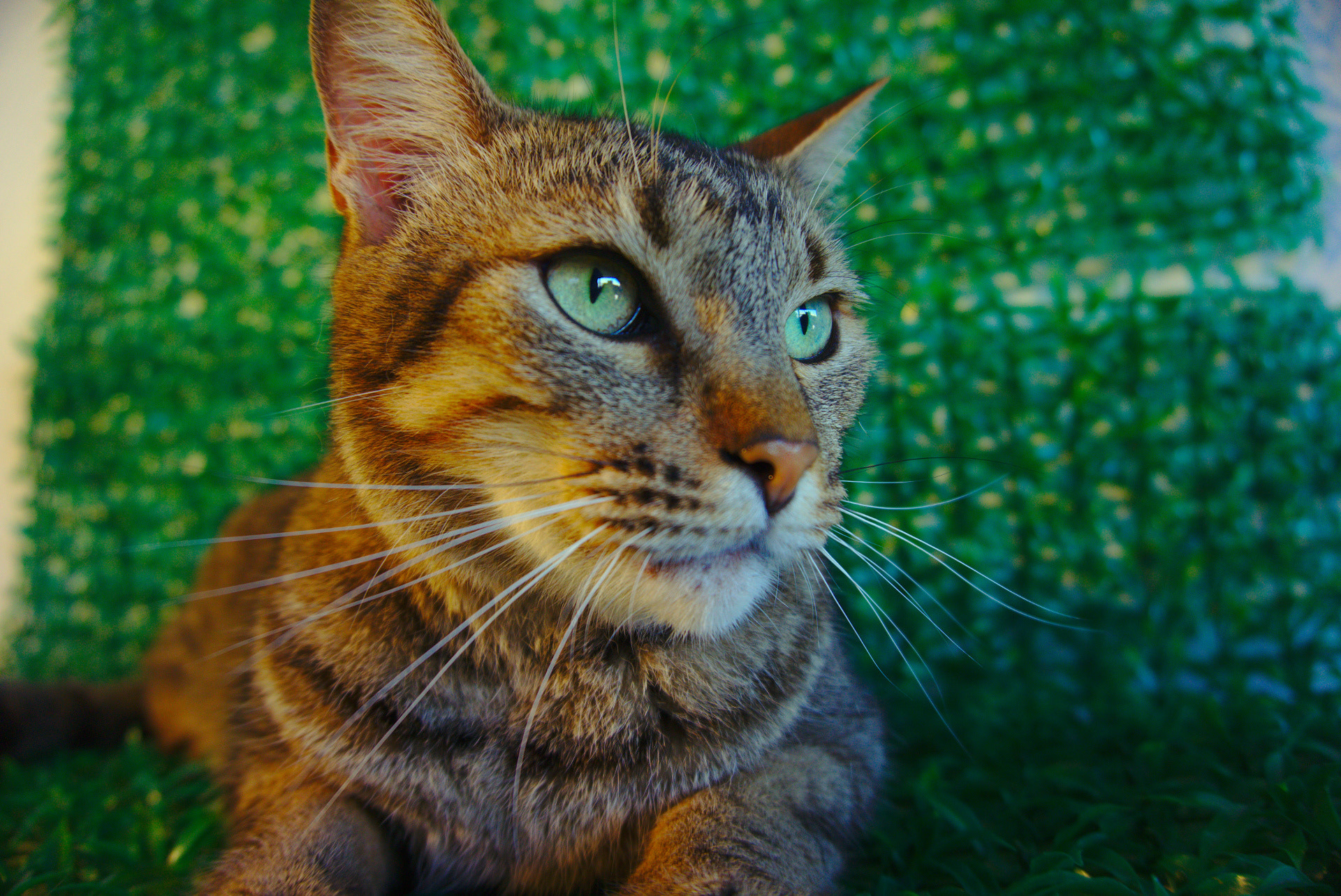 Sony E 16-50mm F3.5-5.6 PZ OSS sample photo. Yuri photography