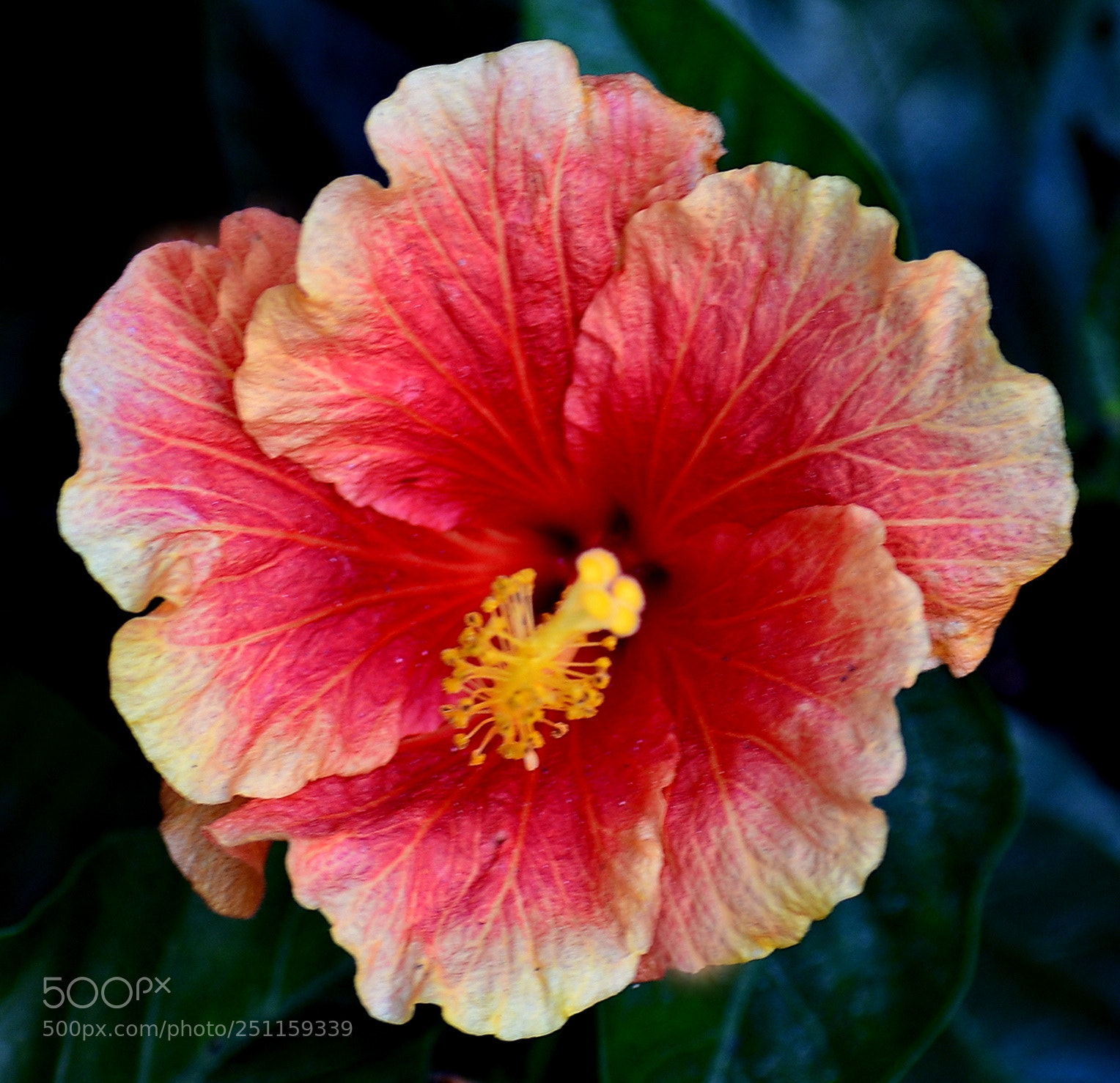 Nikon D7200 sample photo. A red and pink photography
