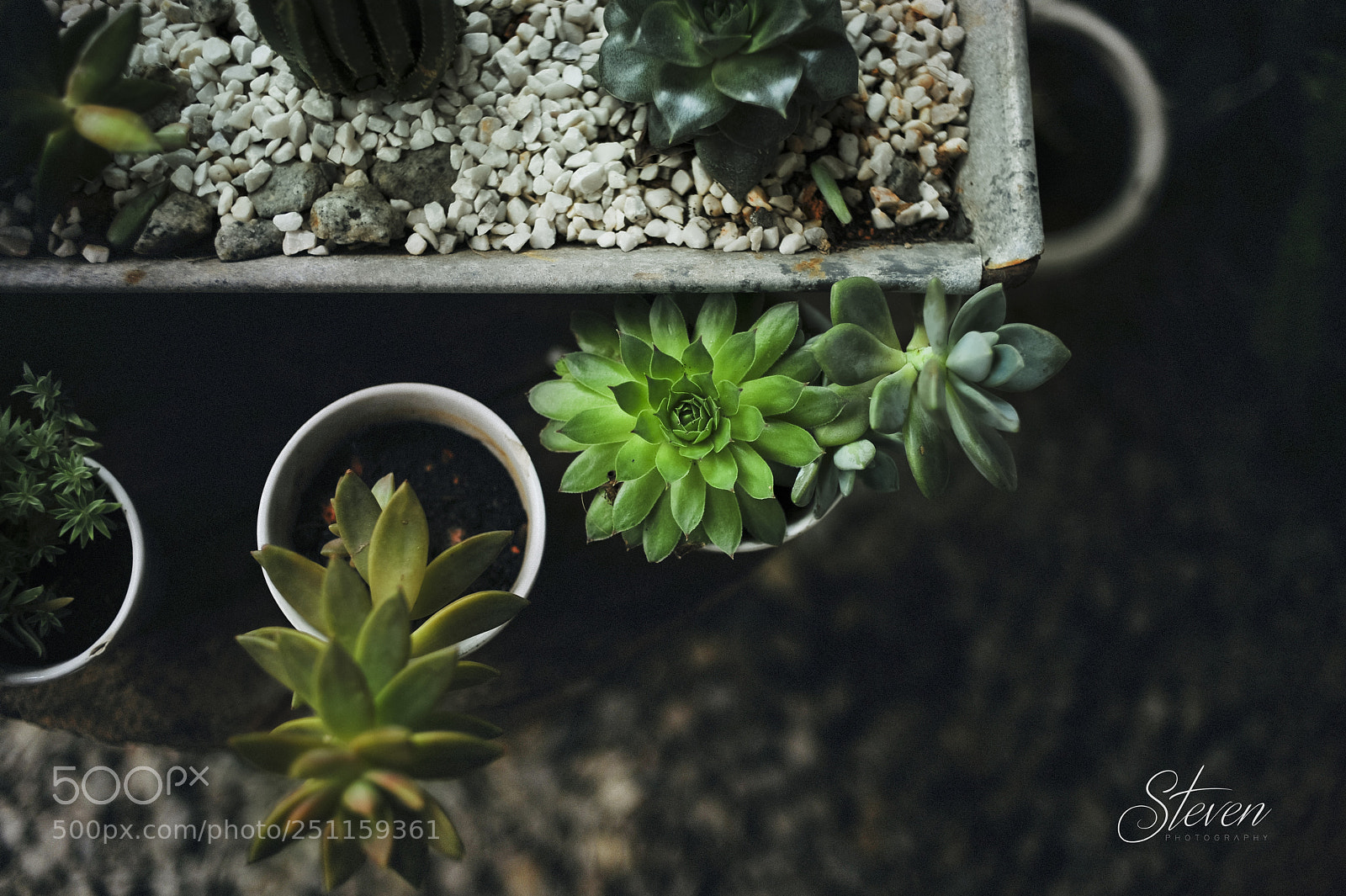 Nikon D700 sample photo. Lotus photography