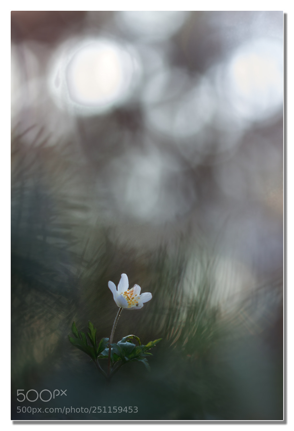 Canon EOS 600D (Rebel EOS T3i / EOS Kiss X5) sample photo. Anémone photography