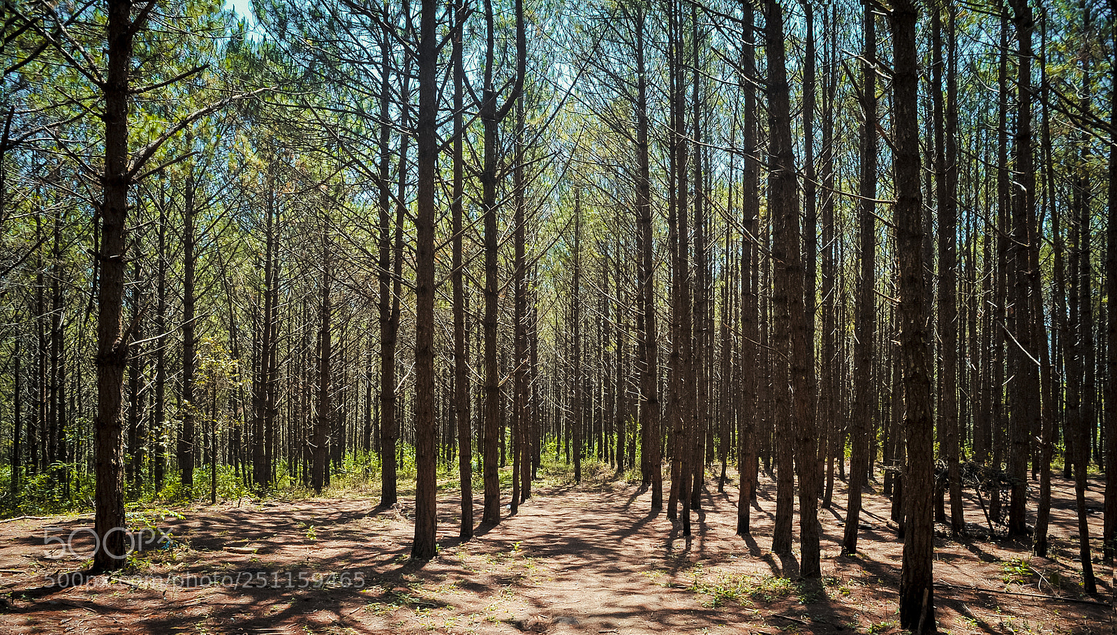 Nikon D700 sample photo. Dalat fotrest photography