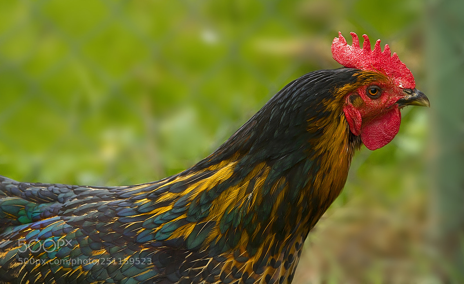 Canon EOS 7D sample photo. Gallinacé photography