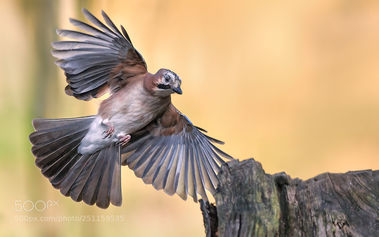 Canon EOS-1D X sample photo. Landing of an eurasian photography