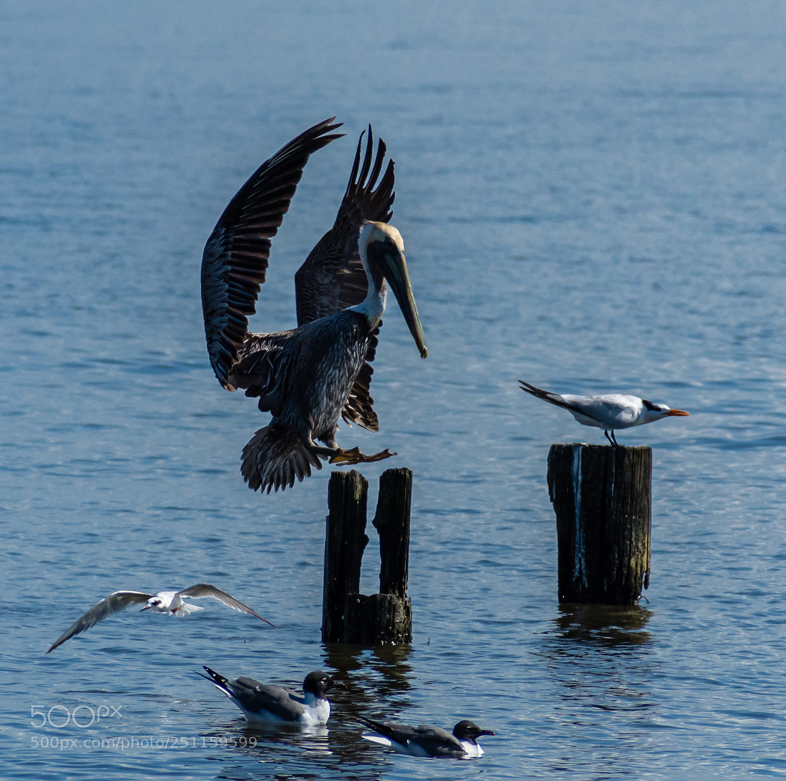 Nikon D7200 sample photo. Brown pelican landing photography