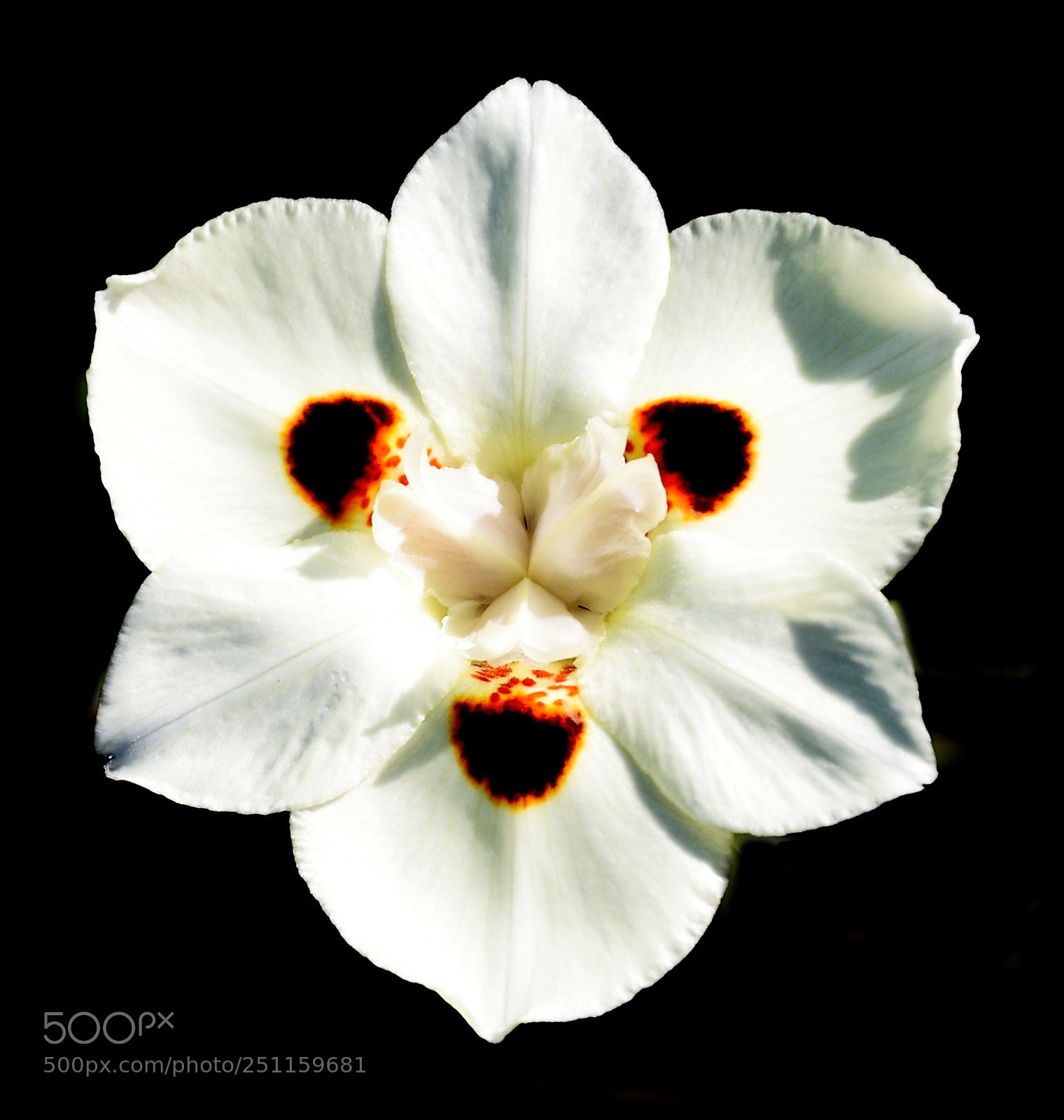 Nikon D7200 sample photo. A white spotted flower photography