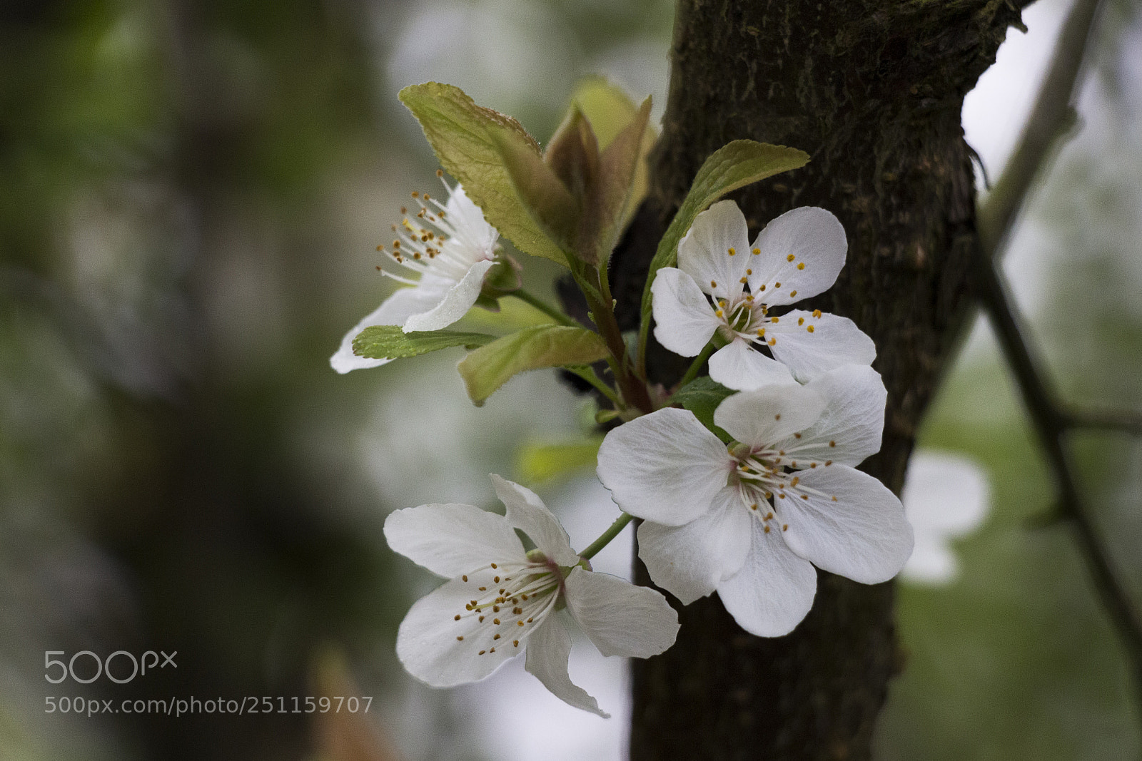 Canon EOS 700D (EOS Rebel T5i / EOS Kiss X7i) sample photo. Spring3 photography