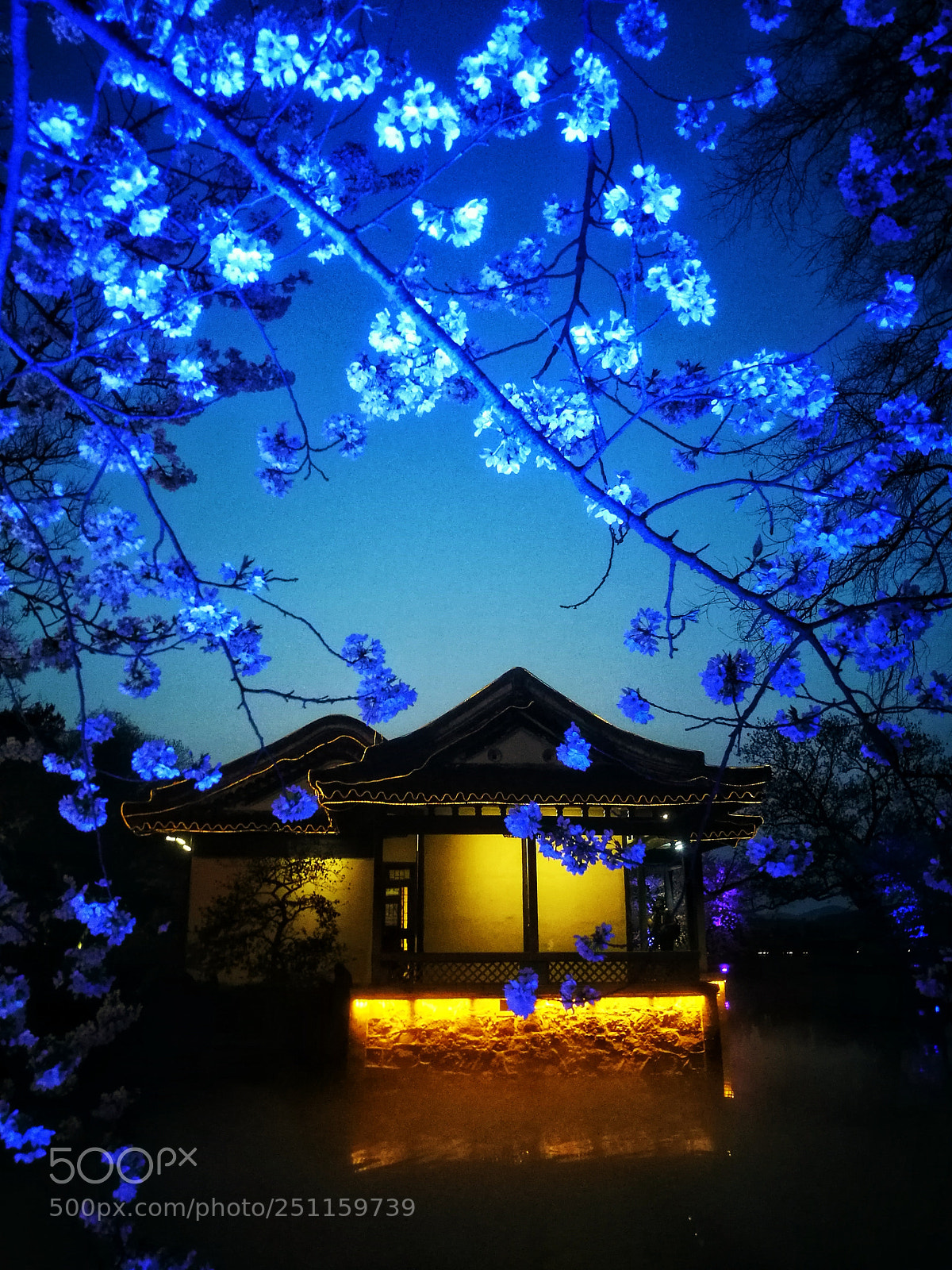 HUAWEI P9 sample photo. 多彩夜樱 photography