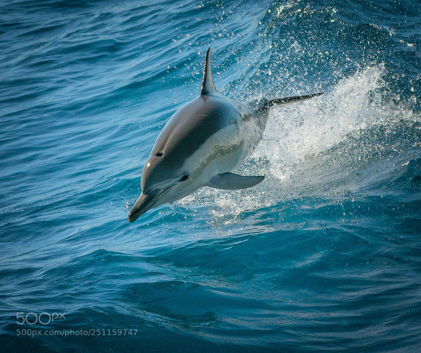 Nikon D800 sample photo. Common dolphin photography