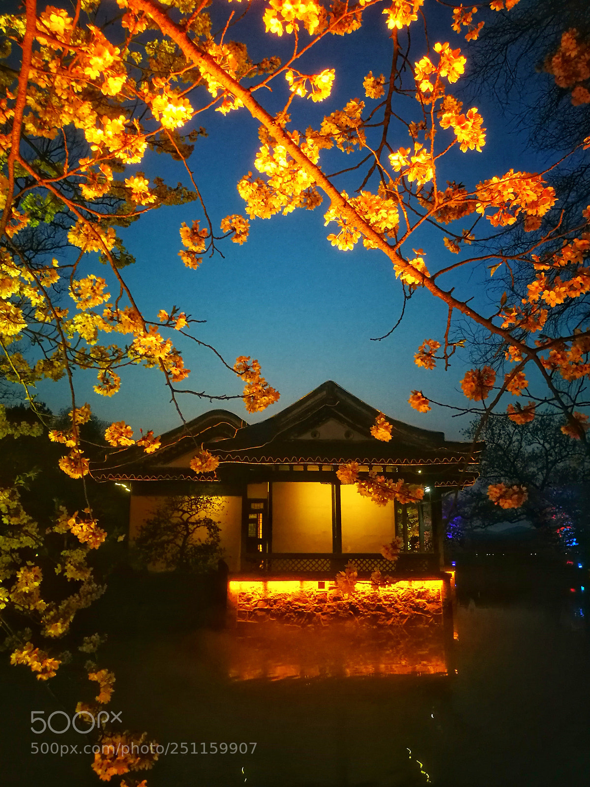 HUAWEI P9 sample photo. 多彩夜樱 photography