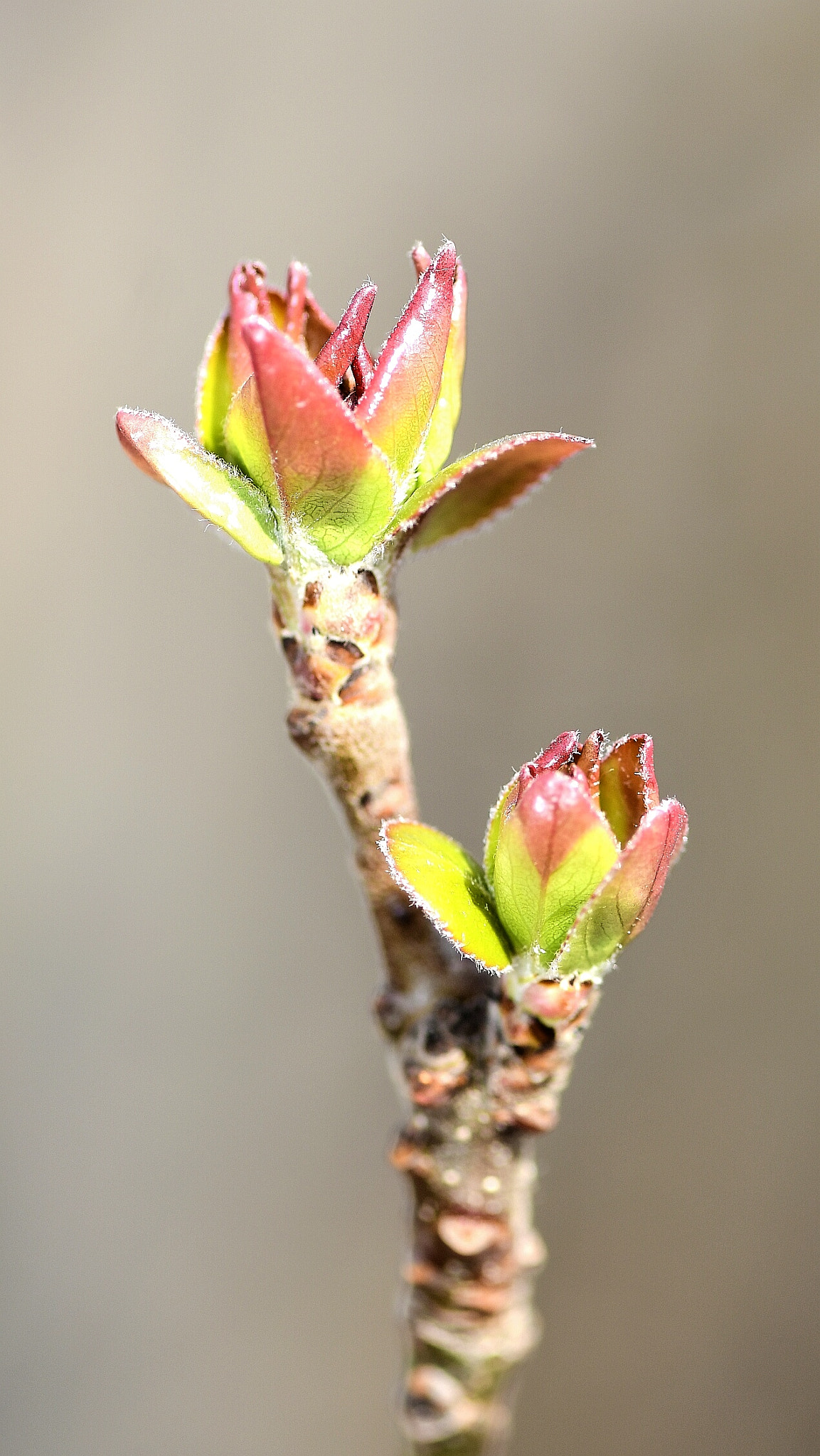 Nikon AF-S Micro-Nikkor 105mm F2.8G IF-ED VR sample photo. New leaves photography