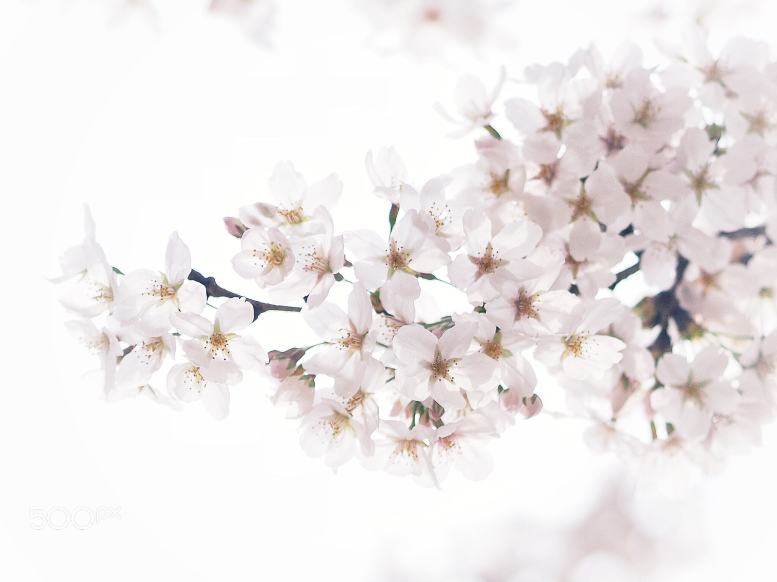 Olympus OM-D E-M10 sample photo. Sakura season photography
