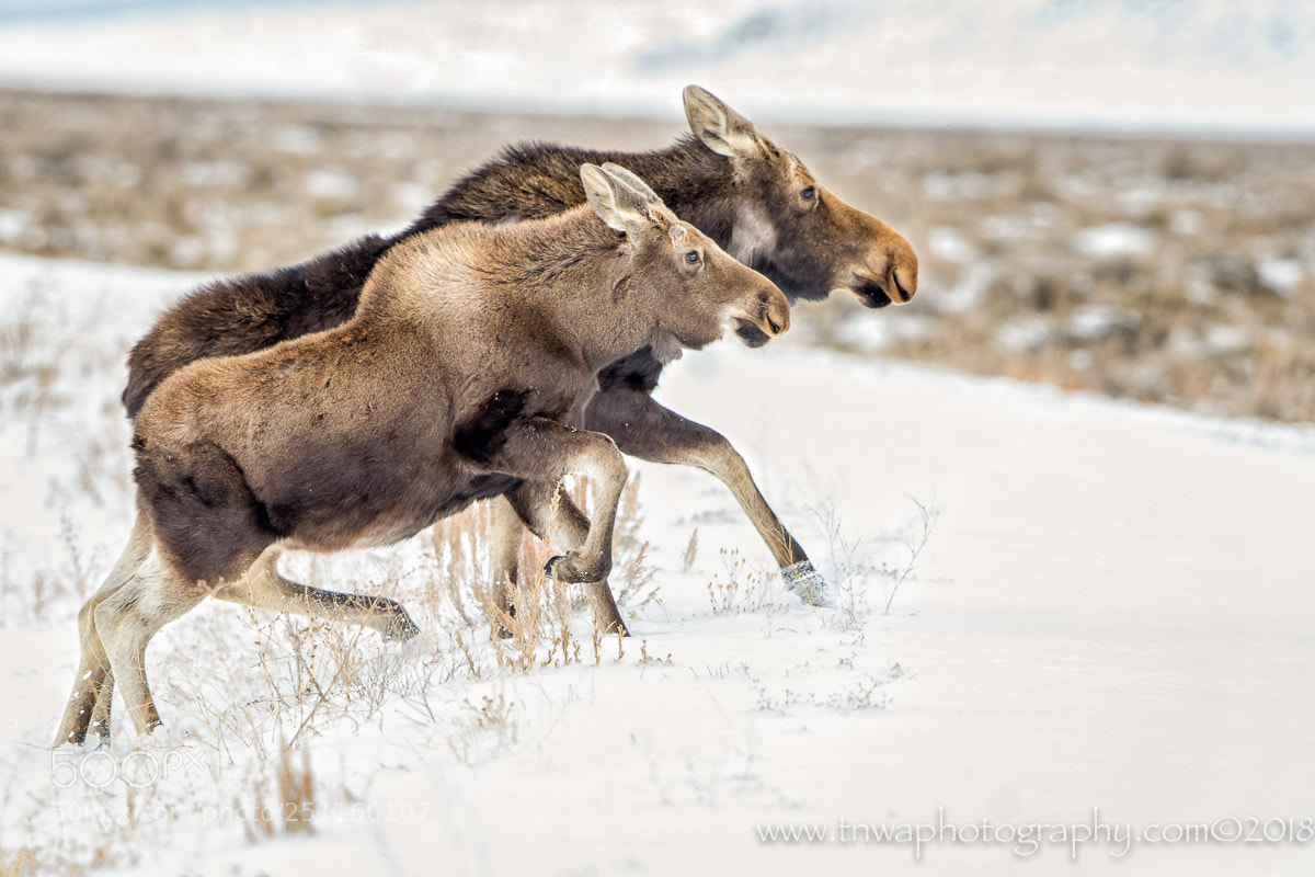 Nikon D500 sample photo. Moose on the loose photography
