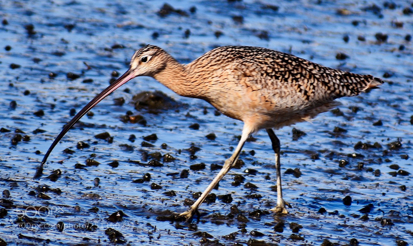 Nikon D7200 sample photo. A brown seabird walking photography