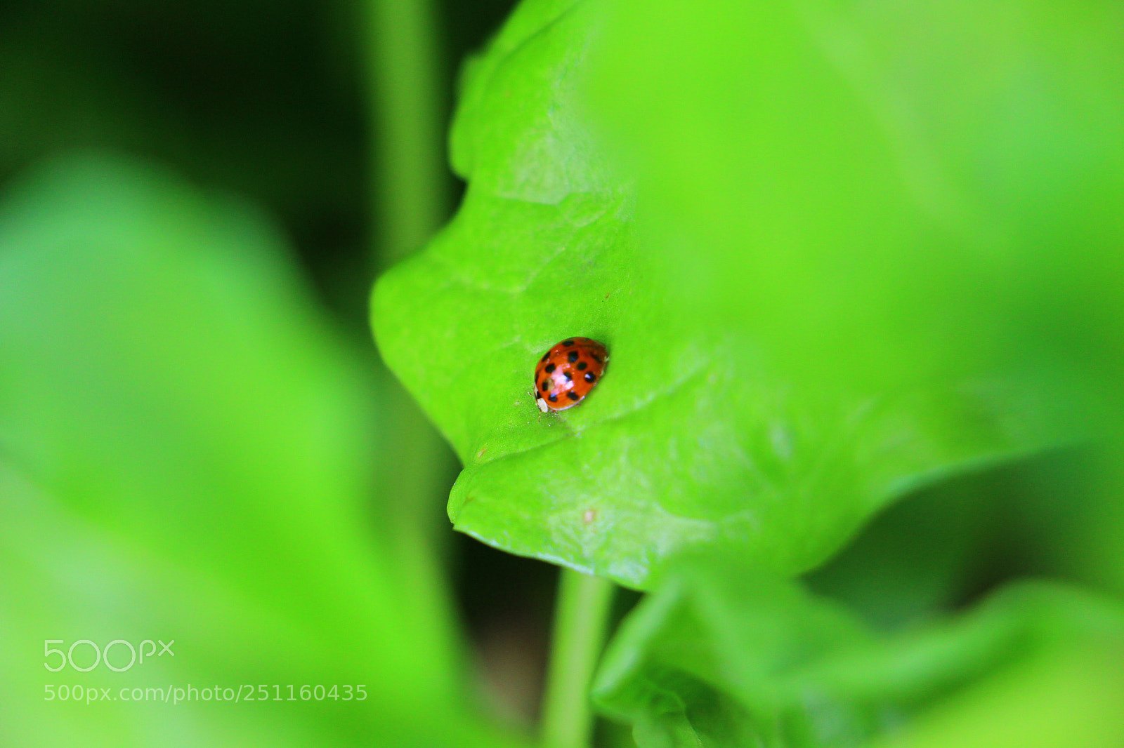 Canon EOS 700D (EOS Rebel T5i / EOS Kiss X7i) sample photo. Ladybug photography