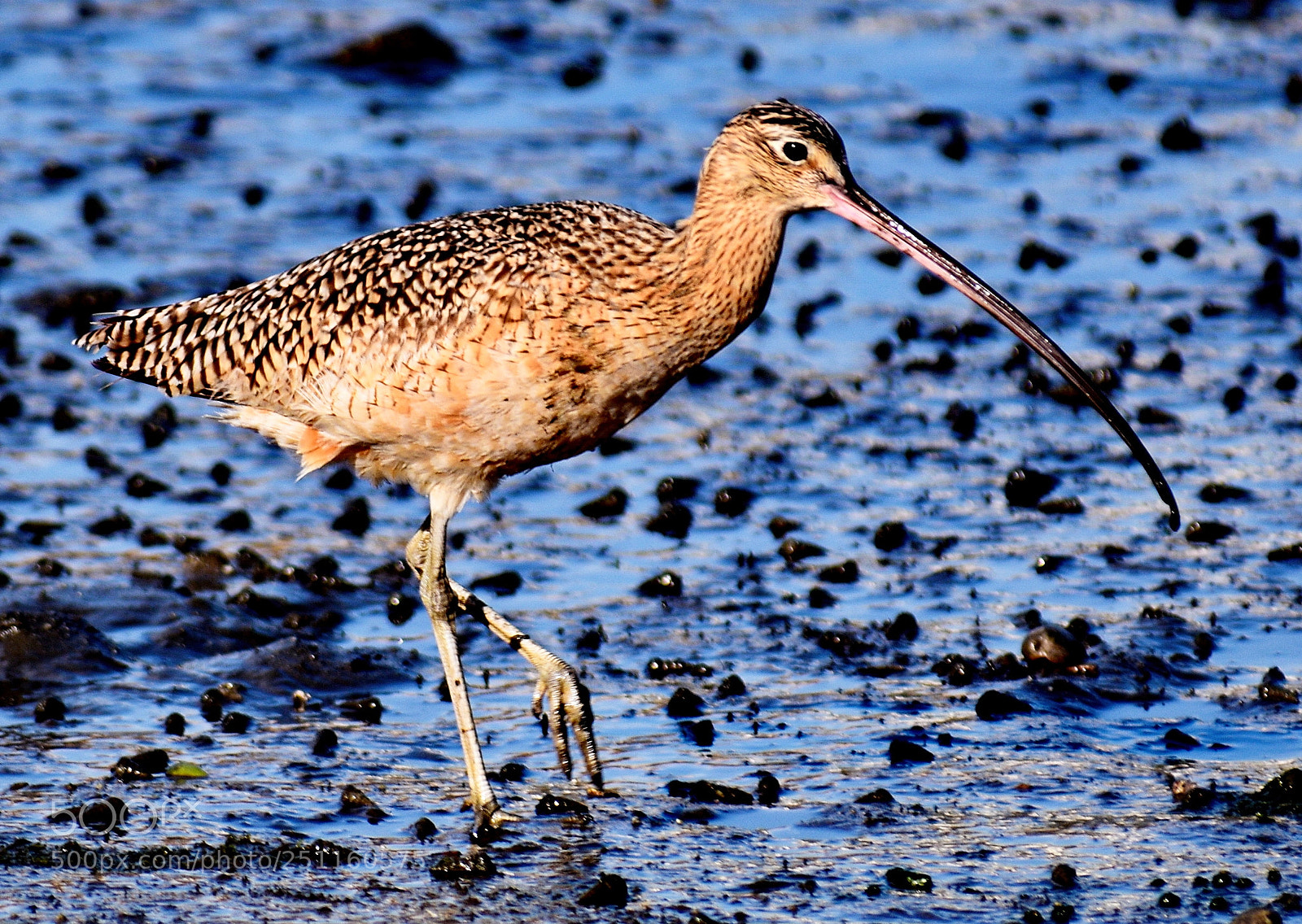 Nikon D7200 sample photo. A brown seabird walking photography