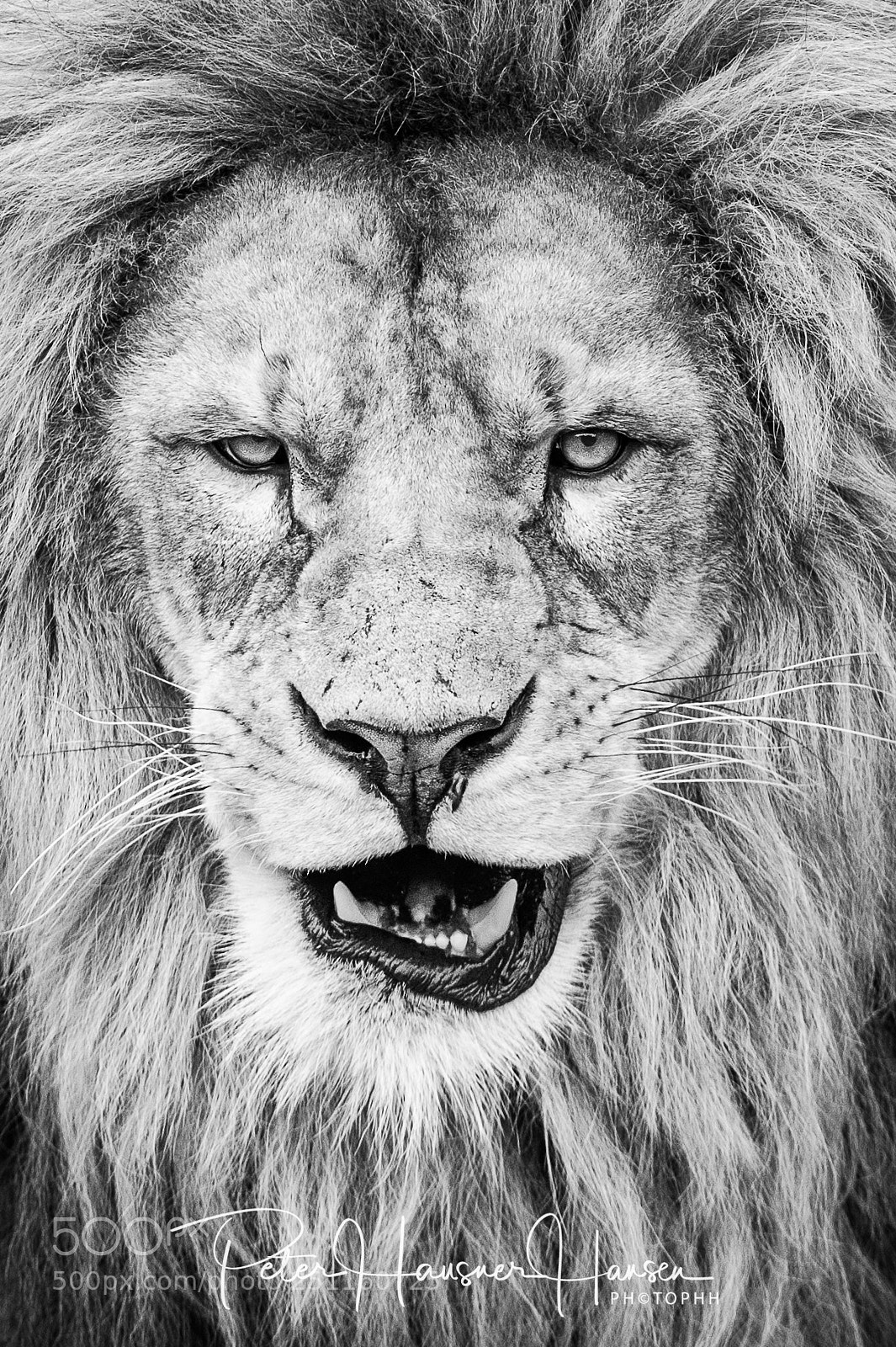 Nikon D3 sample photo. The lion king photography