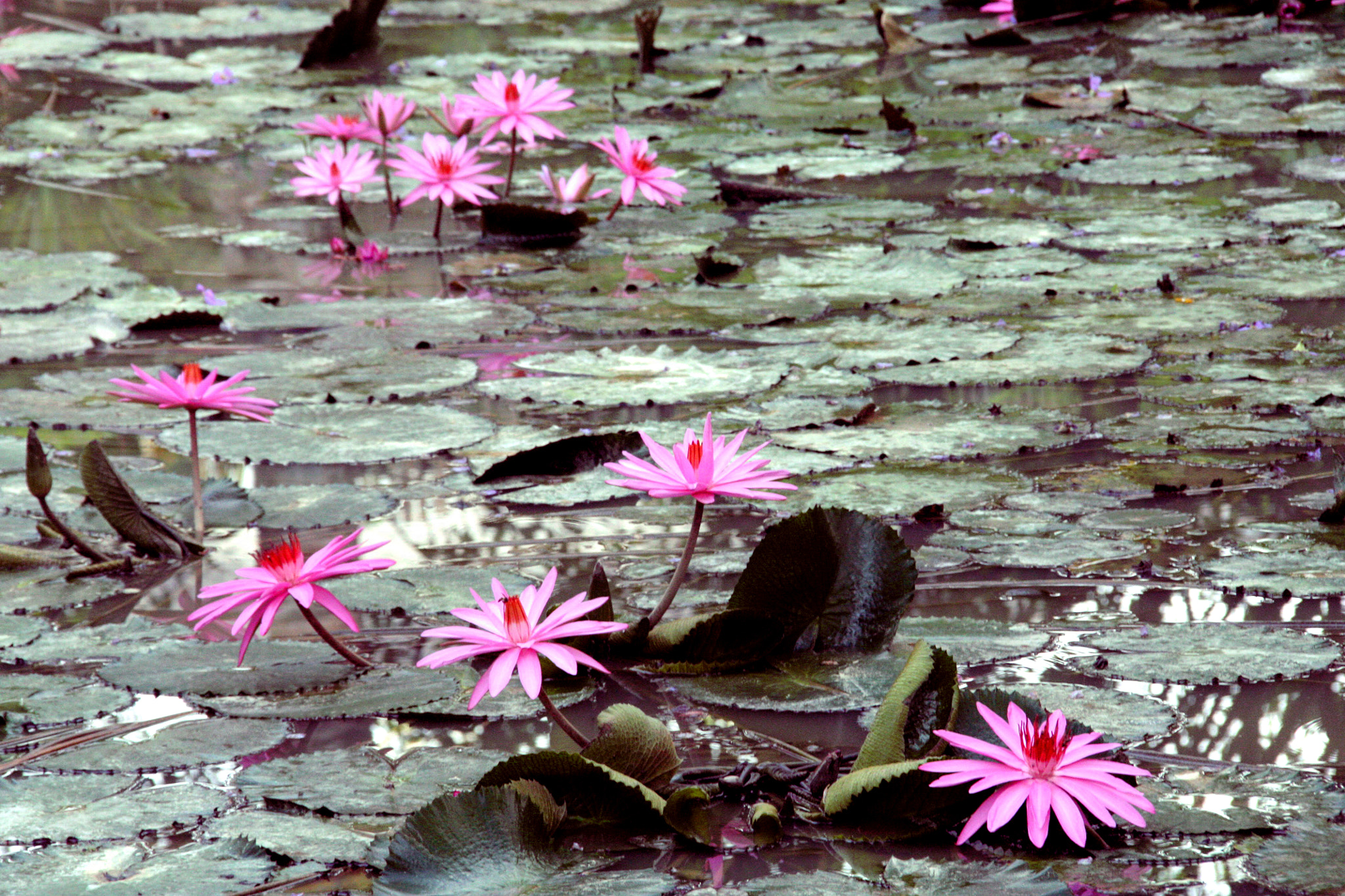 Canon EOS 450D (EOS Rebel XSi / EOS Kiss X2) + Sigma 18-200mm f/3.5-6.3 DC OS sample photo. Water flowers photography