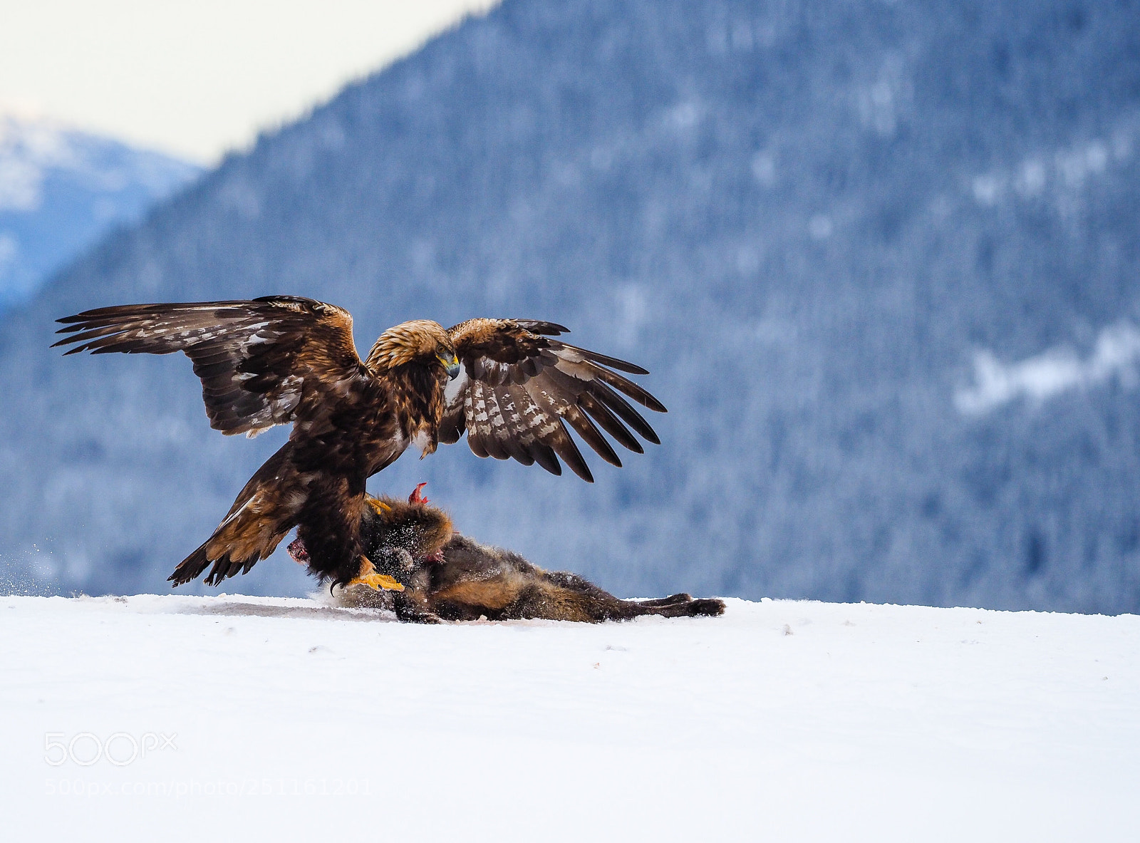 Olympus OM-D E-M1 Mark II sample photo. Eagle touchdown photography