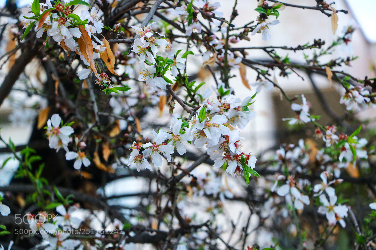 Canon EOS 760D (EOS Rebel T6s / EOS 8000D) sample photo. Lovely spring | shiraz, iran photography