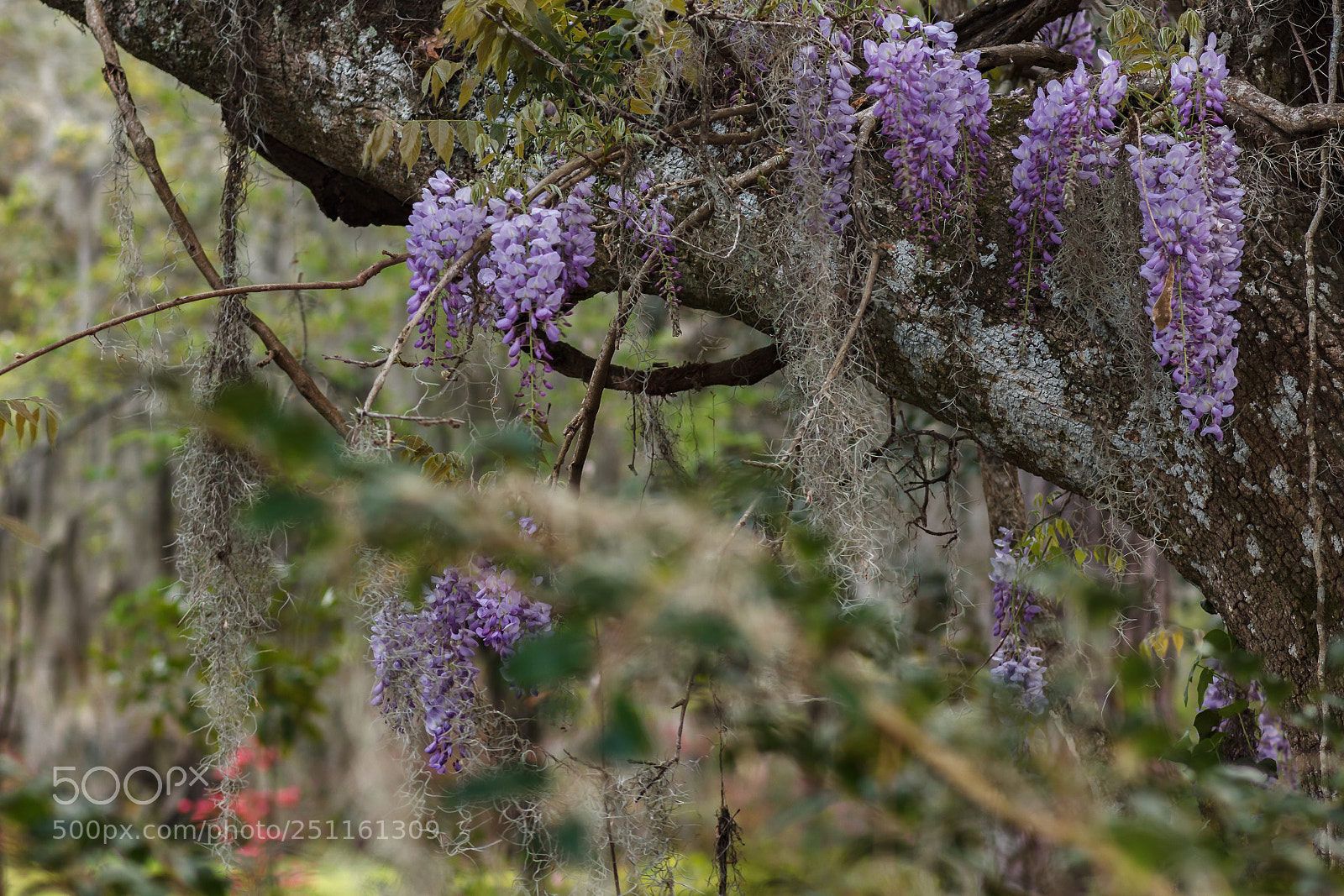 Canon EOS 60D sample photo. Charleston area photography
