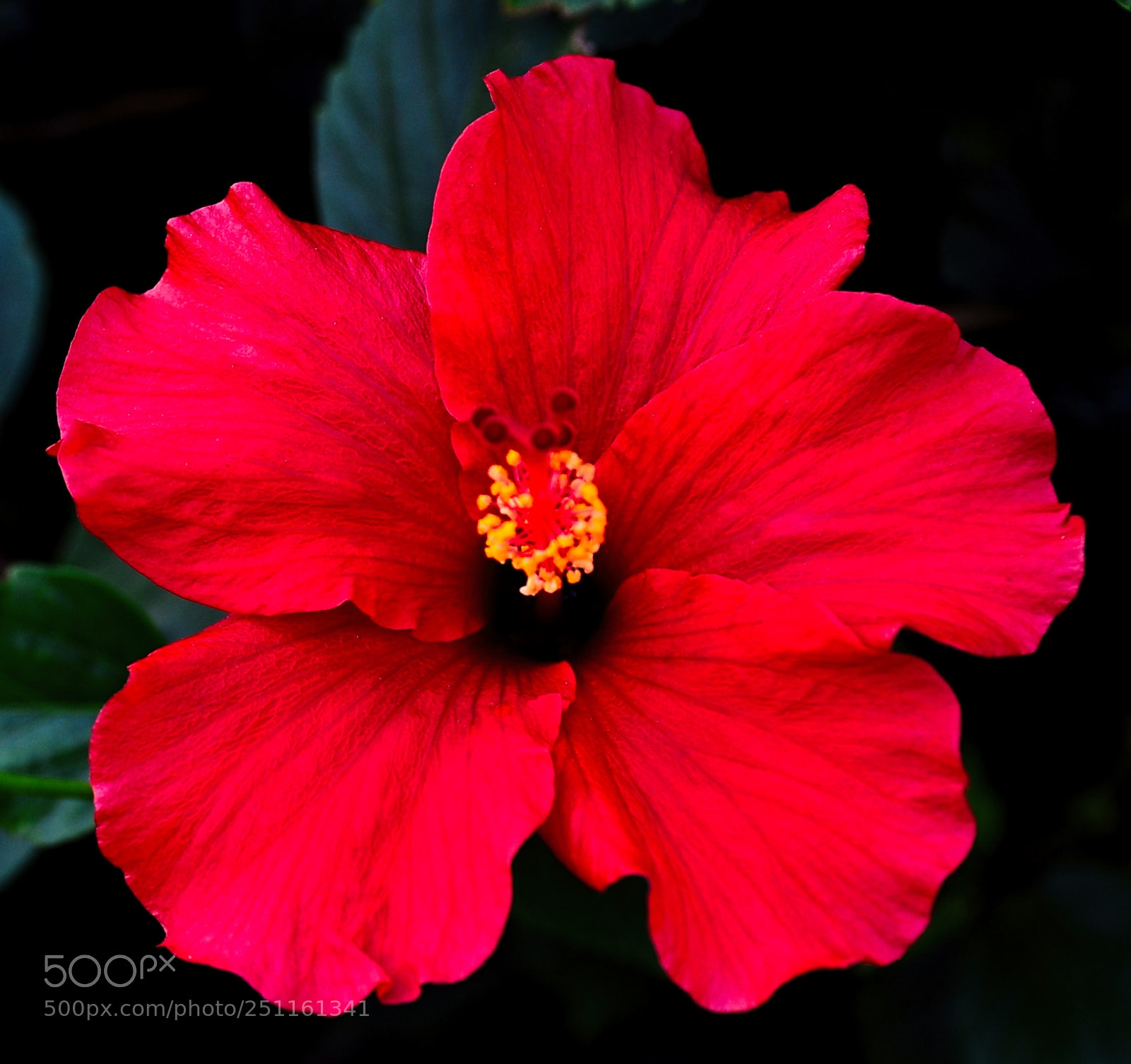 Nikon D7200 sample photo. A red hibiscus flower photography