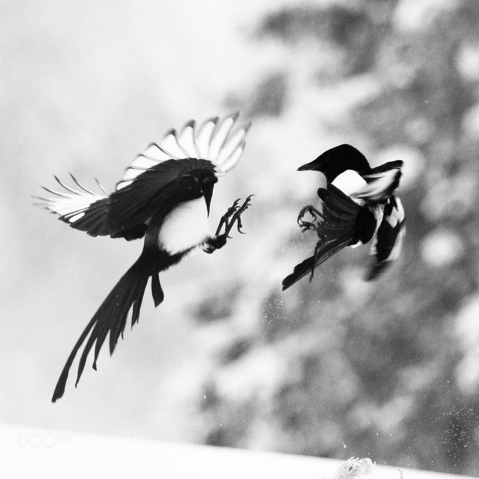 Olympus OM-D E-M1 Mark II sample photo. Birds kungfu photography