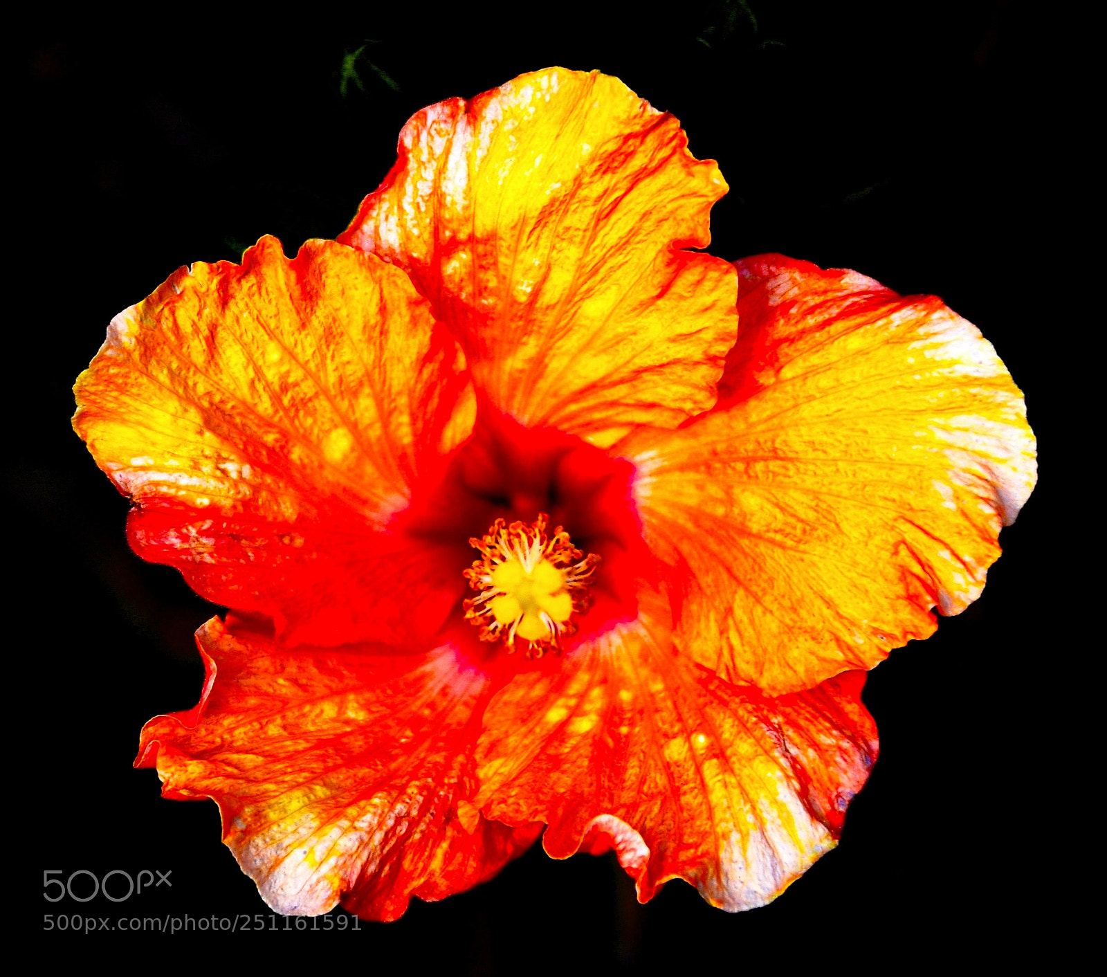 Nikon D7200 sample photo. A deep gold hibiscus photography