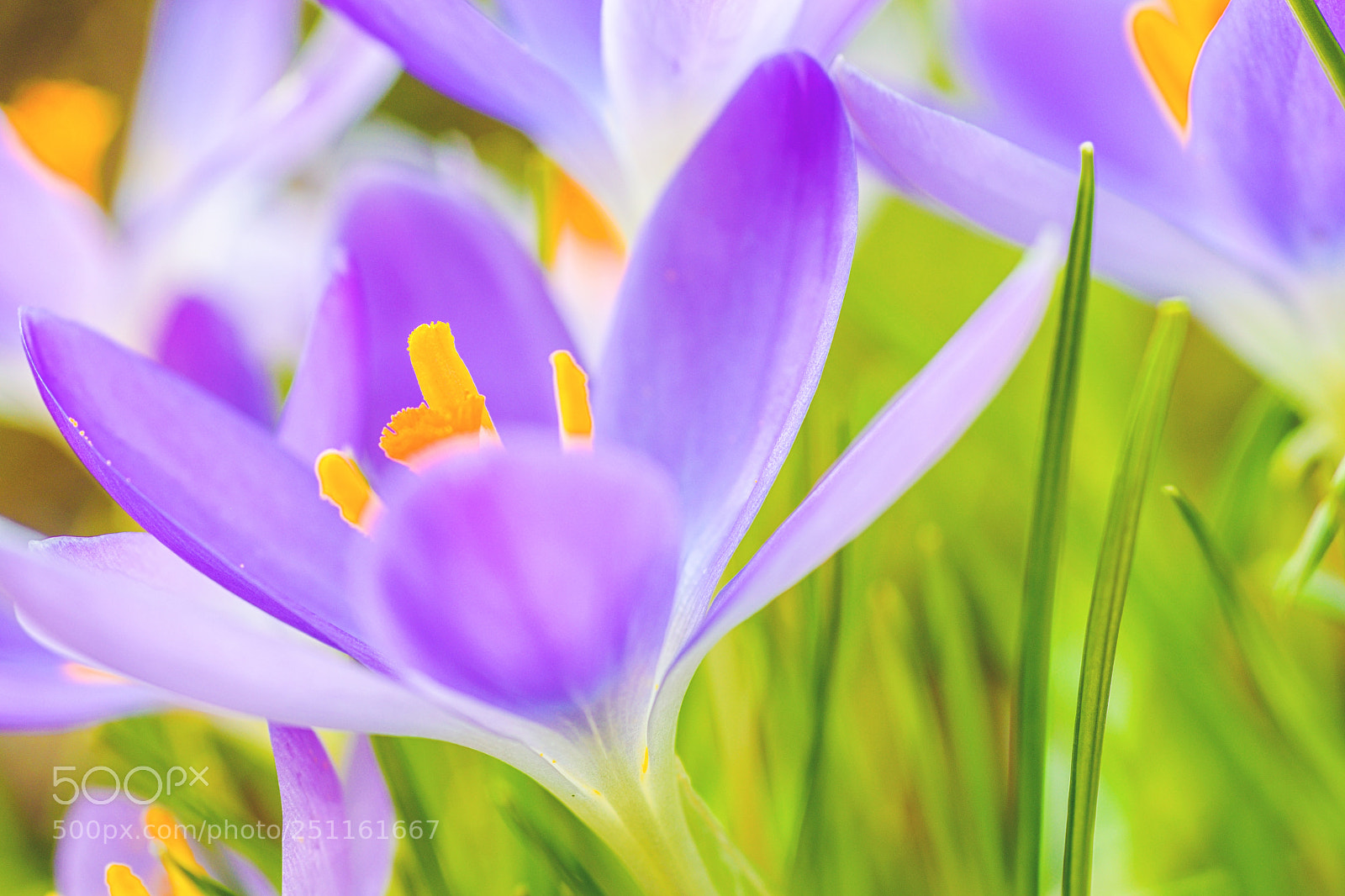 Nikon D3300 sample photo. Crocuses photography