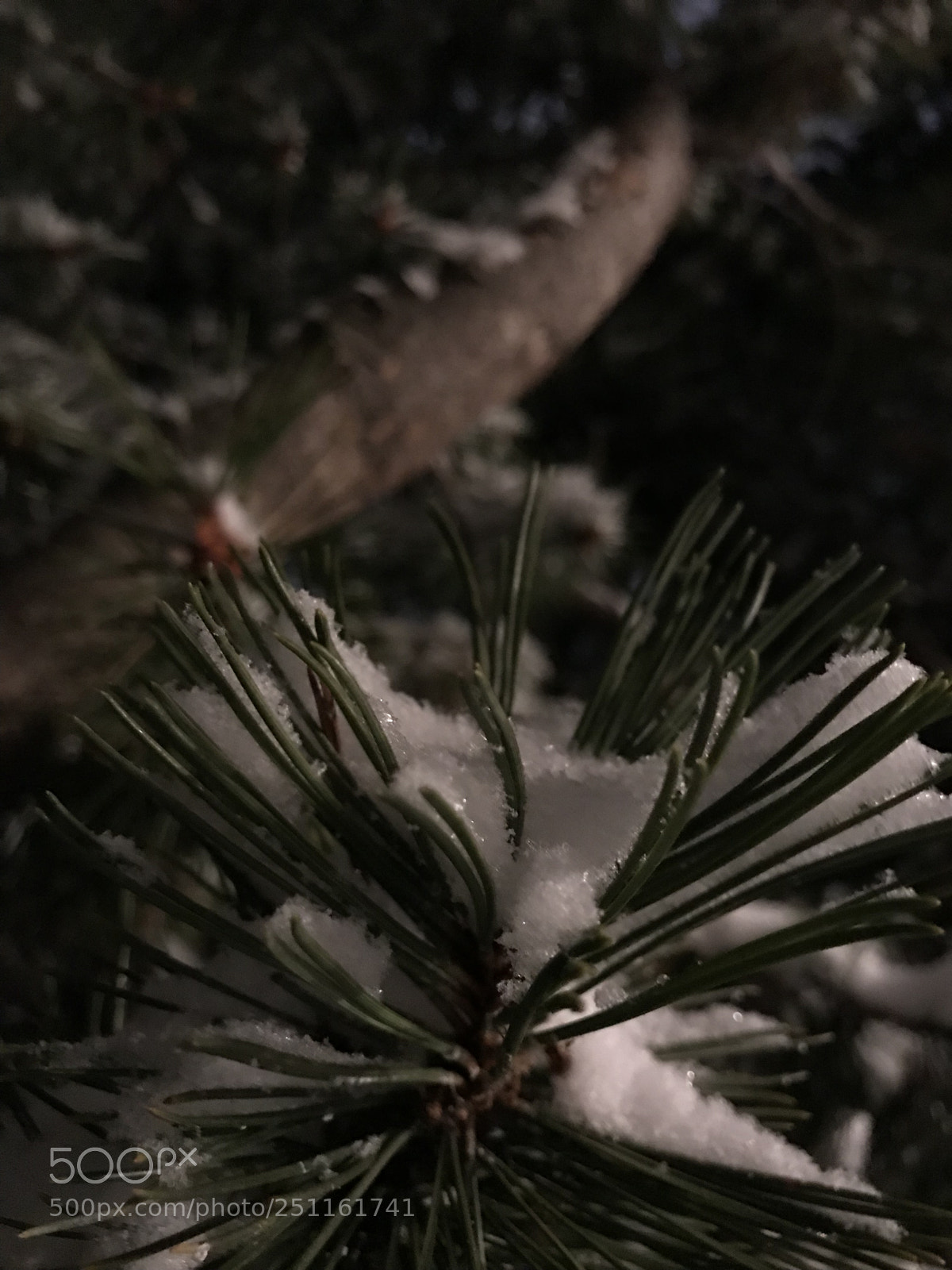 Apple iPhone 7 sample photo. Small snowy branch photography
