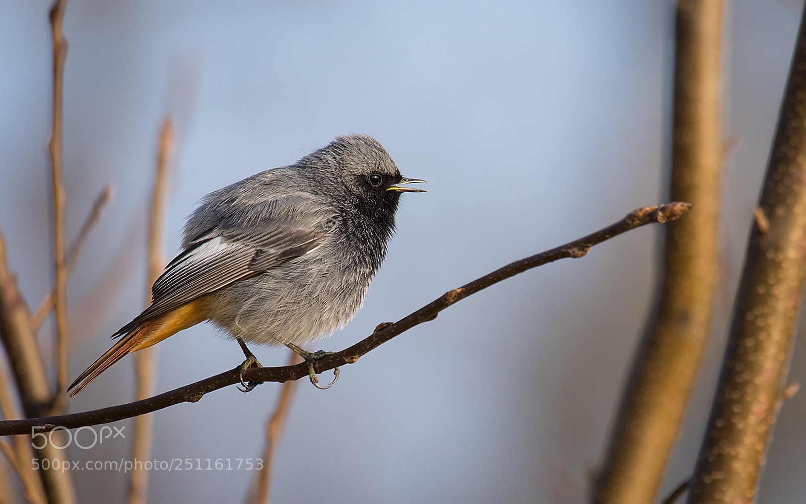 Canon EOS 7D Mark II sample photo. Black redstart photography