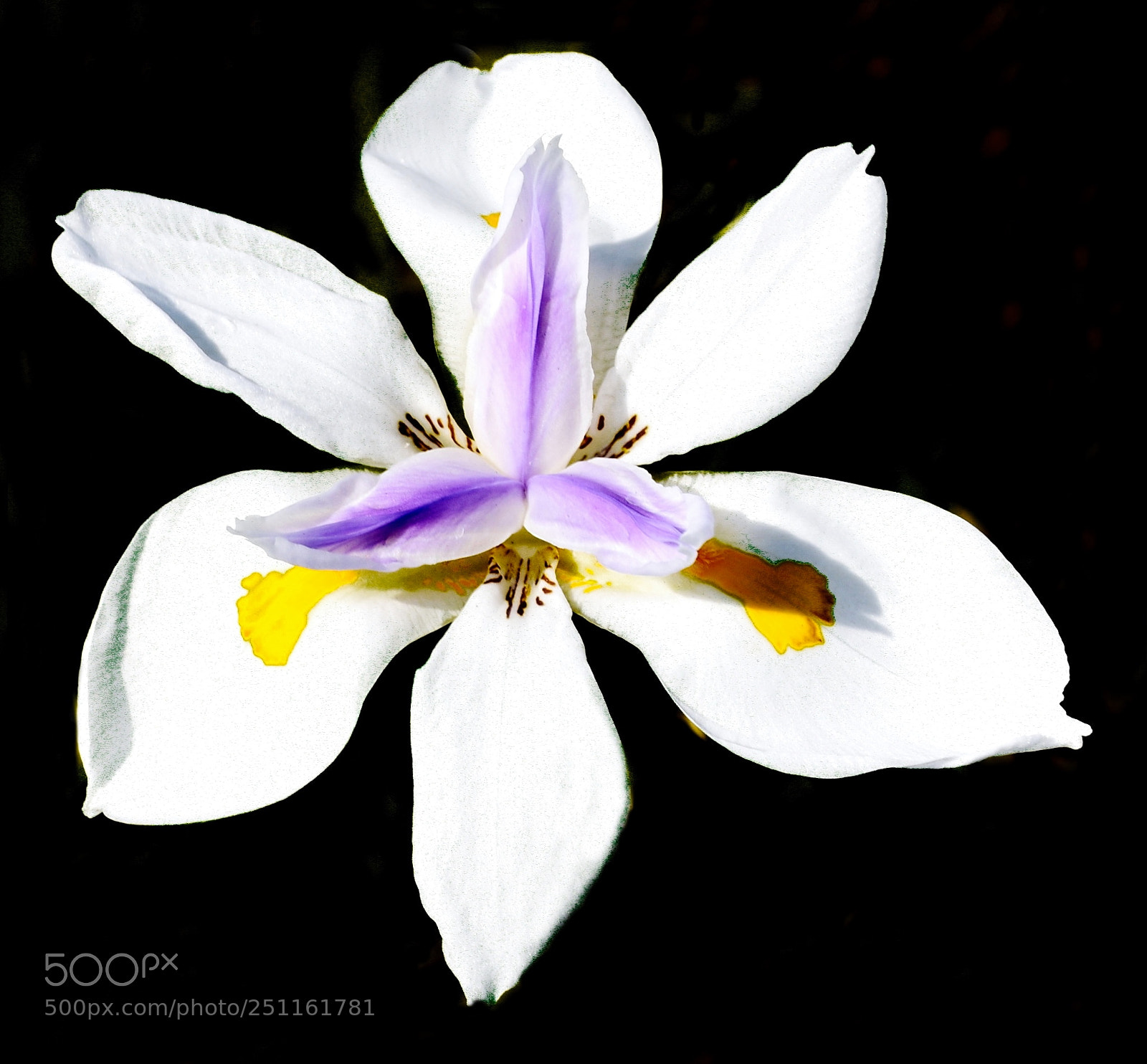 Nikon D7200 sample photo. A white iris flower photography