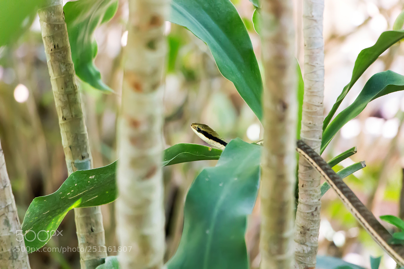 Canon EOS 700D (EOS Rebel T5i / EOS Kiss X7i) sample photo. Snakes climbing trees in photography