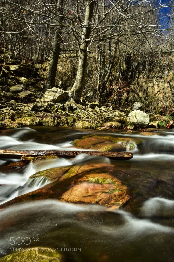 Nikon D7200 sample photo. Tronco en el agua photography