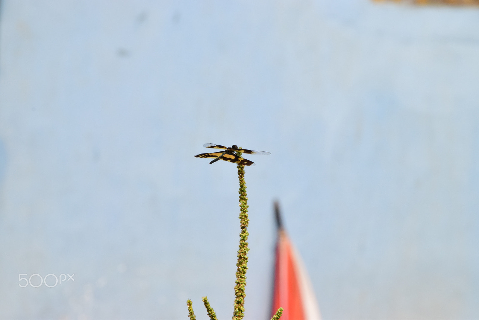 Nikon D5300 sample photo. Dragon fly 1 photography
