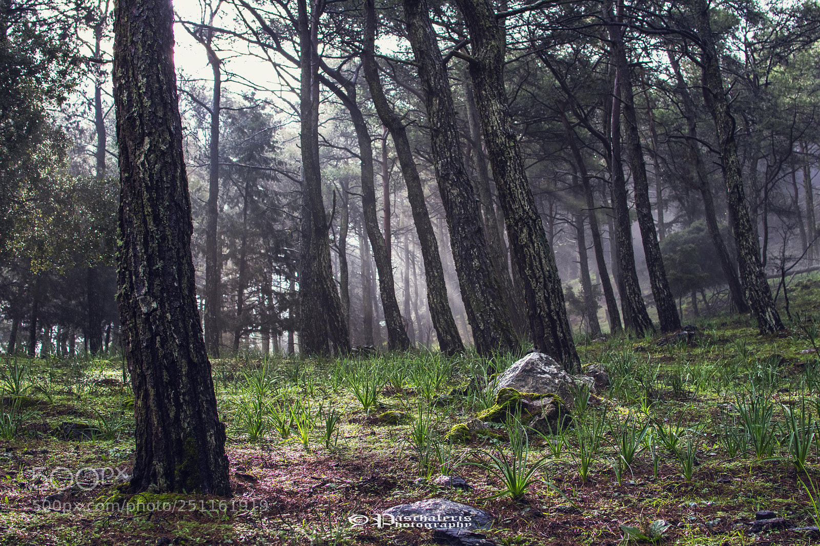Nikon D3300 sample photo. Misty forest photography