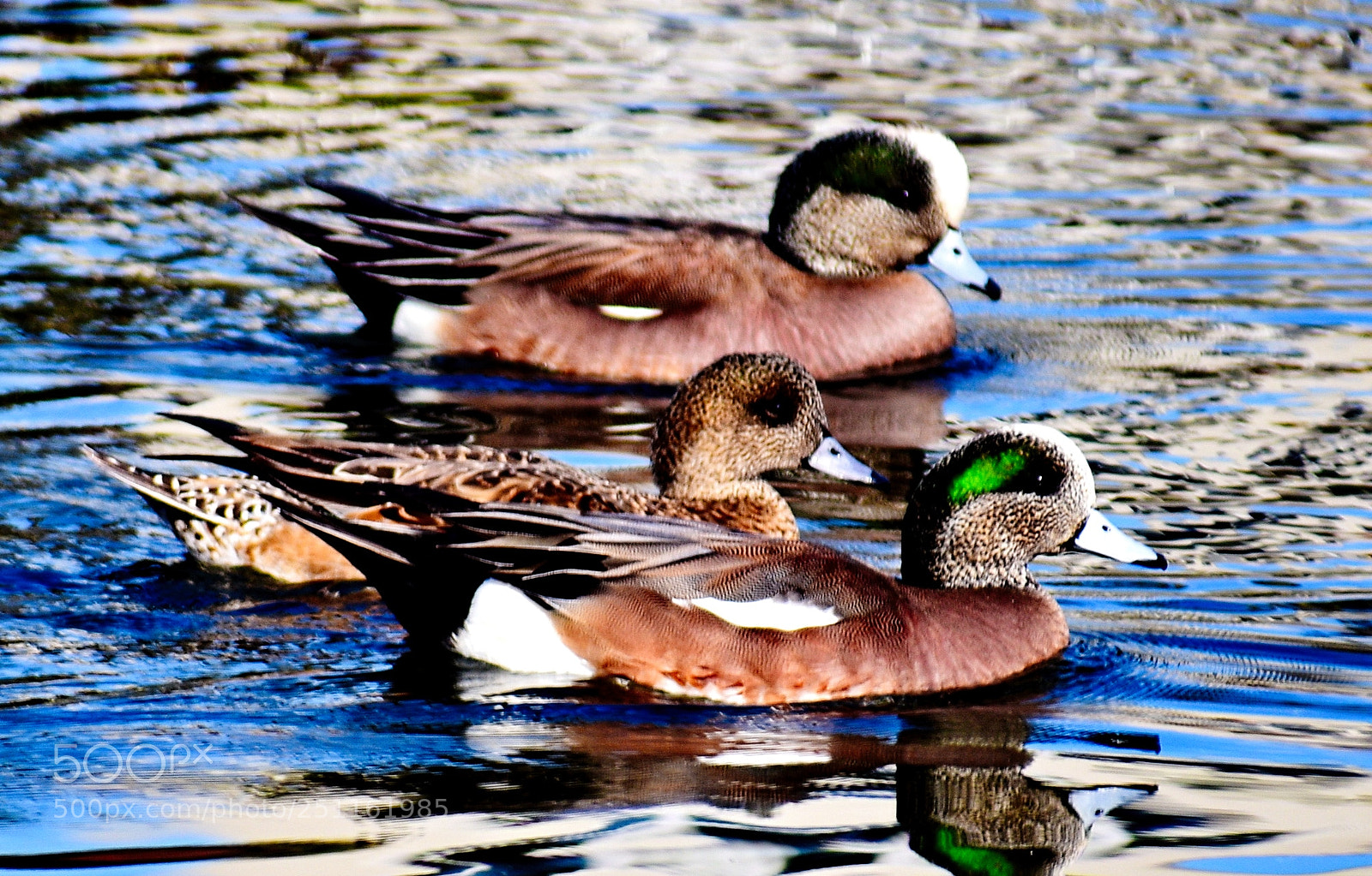 Nikon D7200 sample photo. Three ducks swimming in photography